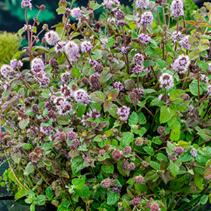 Menthe  Mentha aquatica violet - Plante de berge - Image 6
