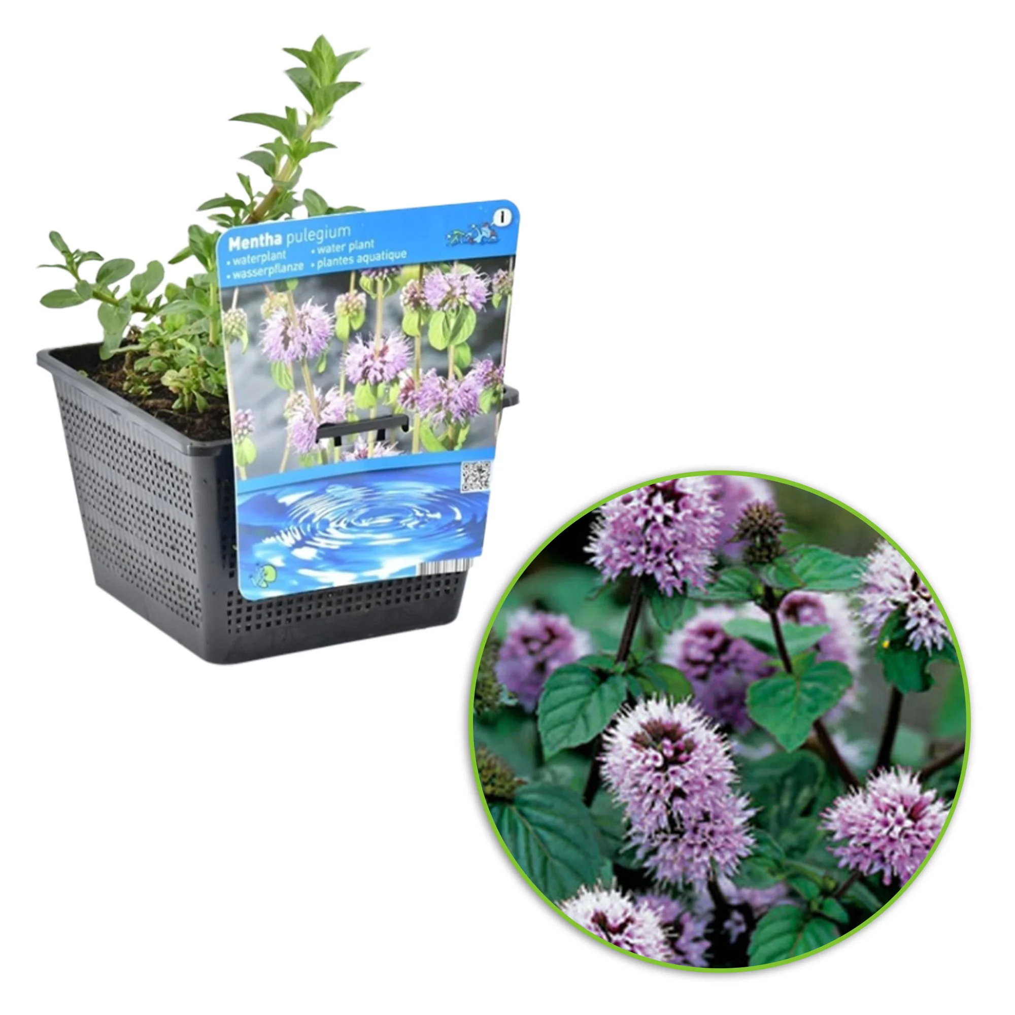 Menthe  Mentha aquatica violet - Plante de berge - Image 9
