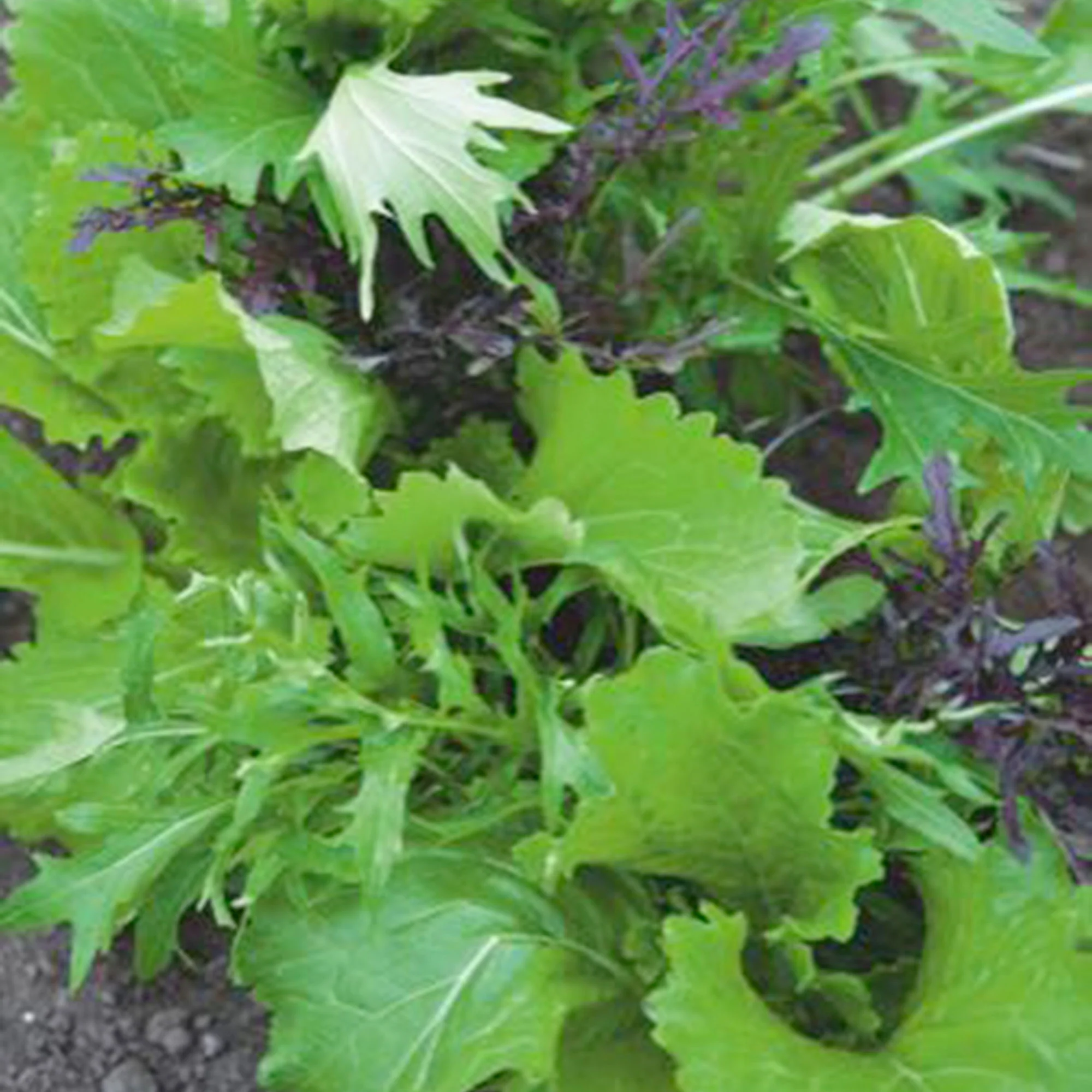 Mesclun Brassica chinennis - Biologique 3 m² - Semences de légumes - Image 4