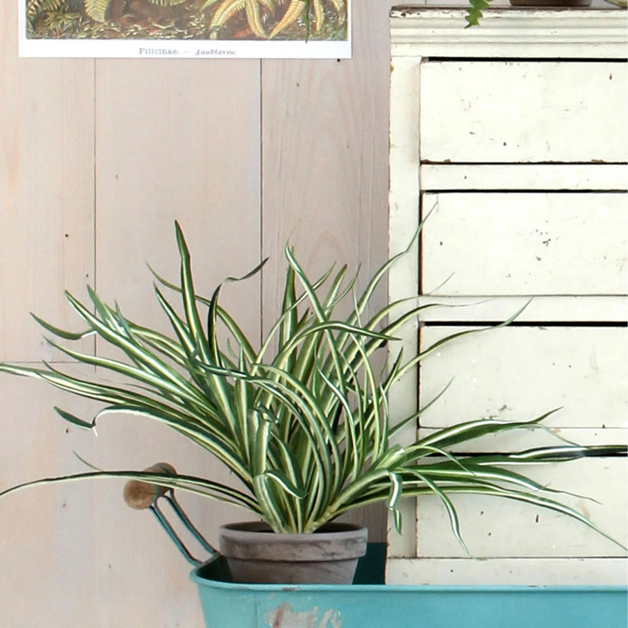 Mica Dracaena artificiel - Image 3
