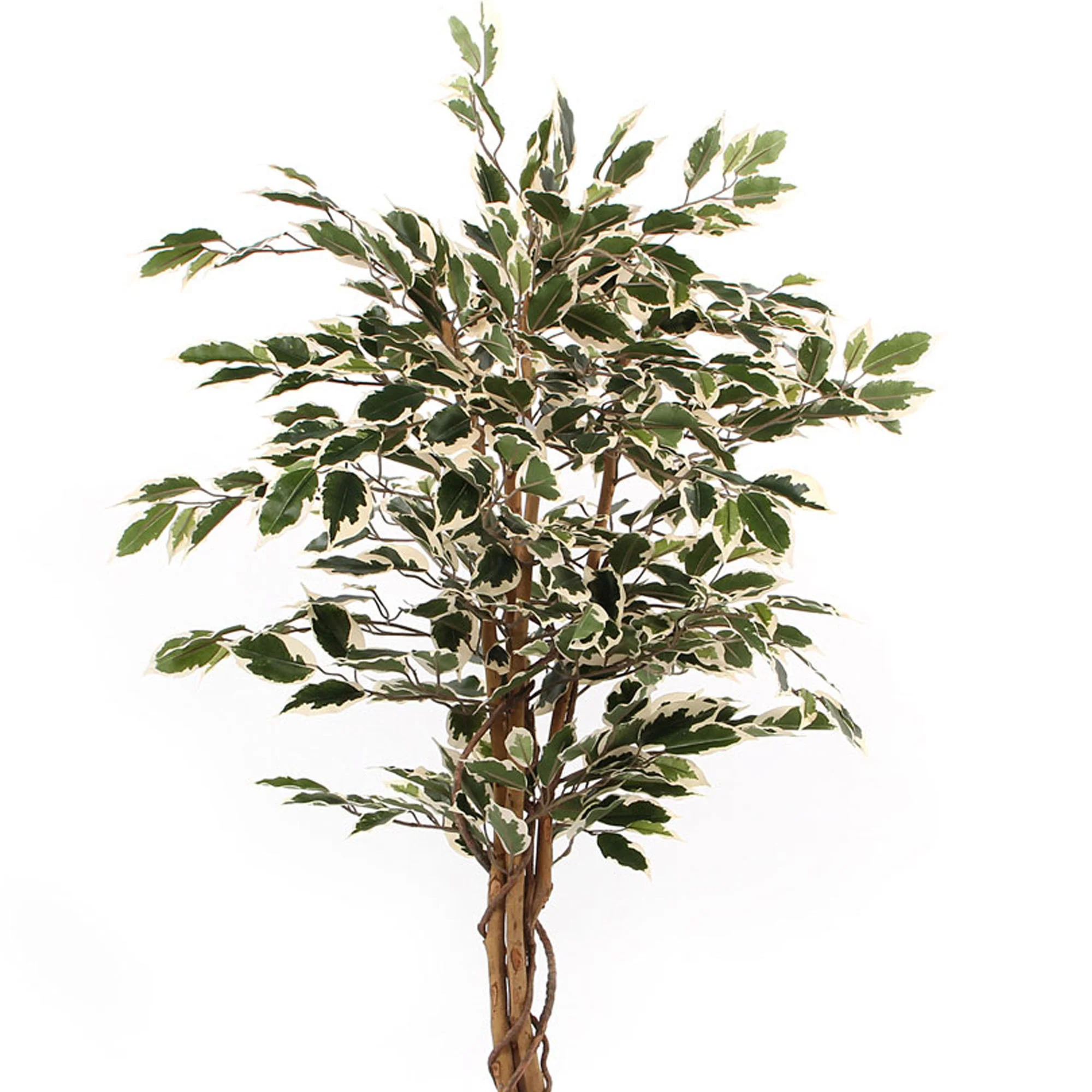 Mica Ficus ‘Benjamina Hawaii’ artif. - Image 2