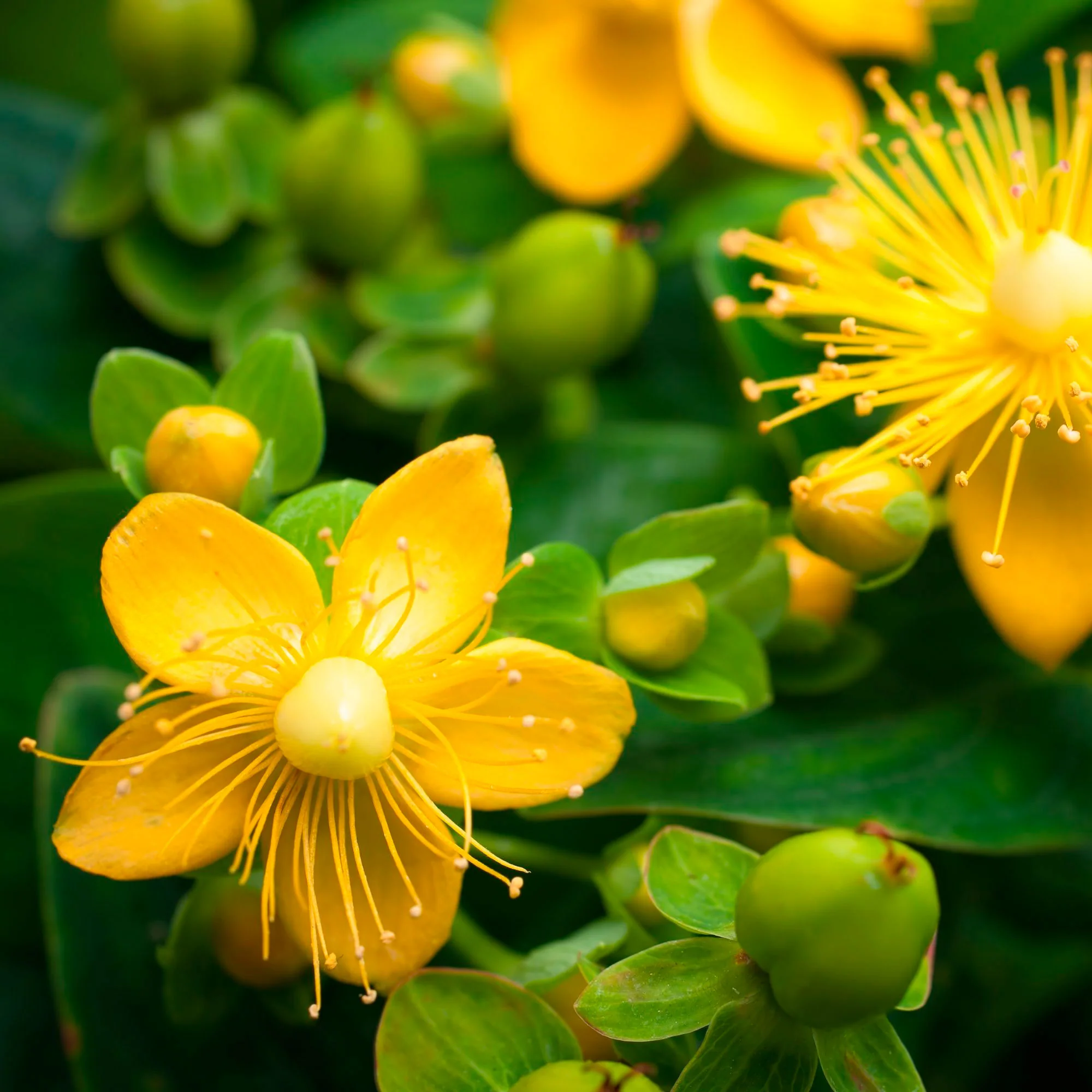 Millepertuis Hypericum perforatum jaune Biologique - Image 3