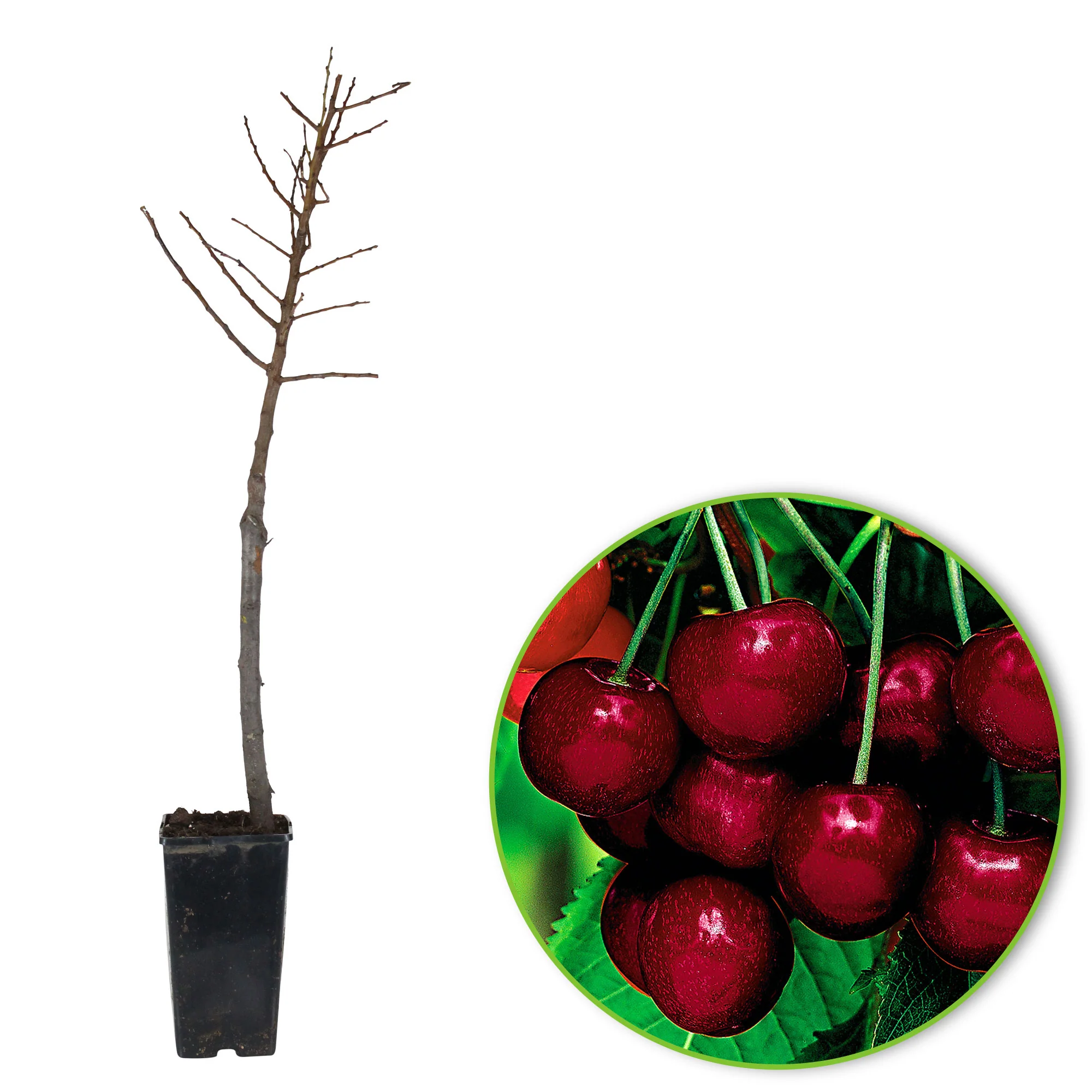 Mini Cerisier en pot - Image 2