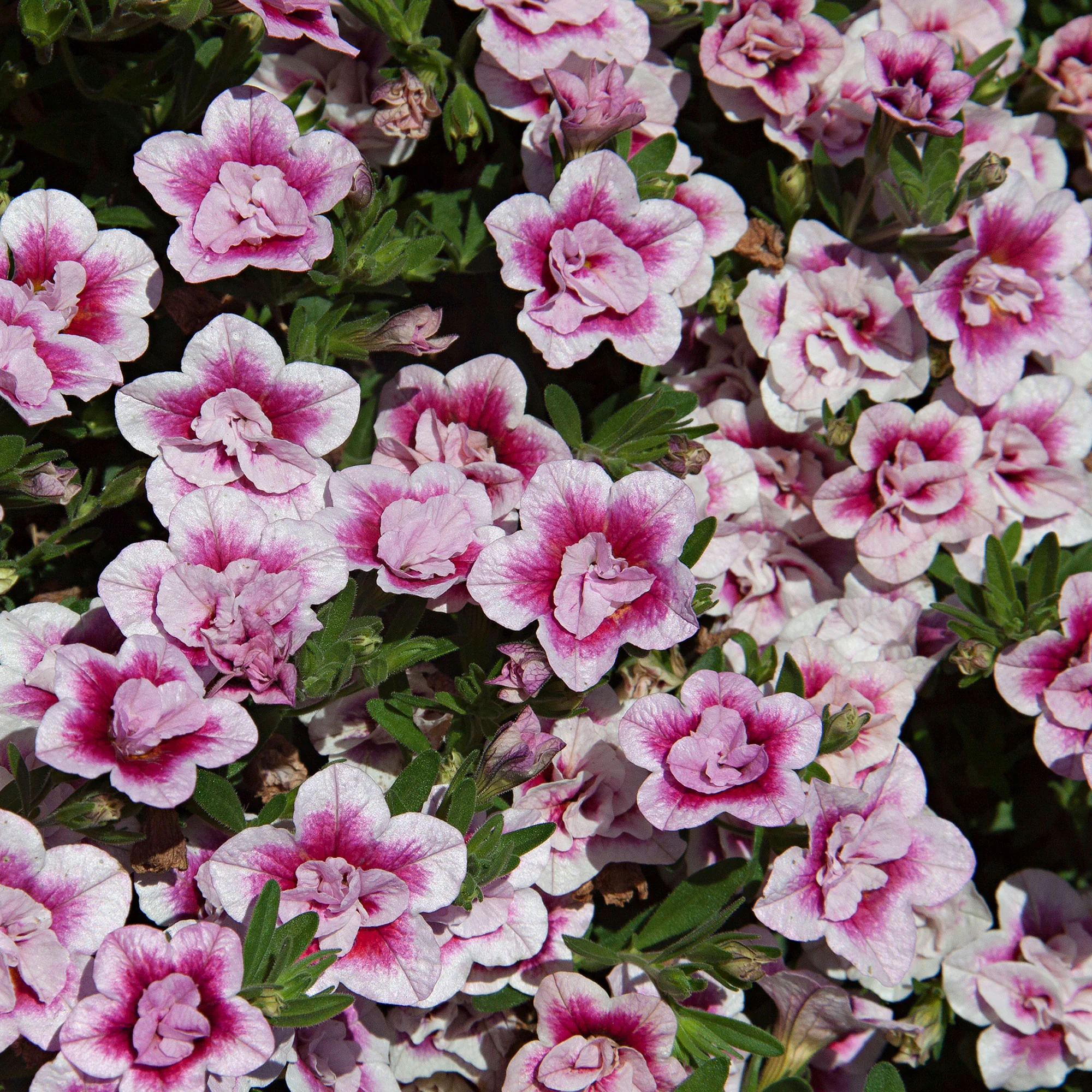 Mini pétunia Calibrachoa 'PinkTastic' rose-blanc - Image 3
