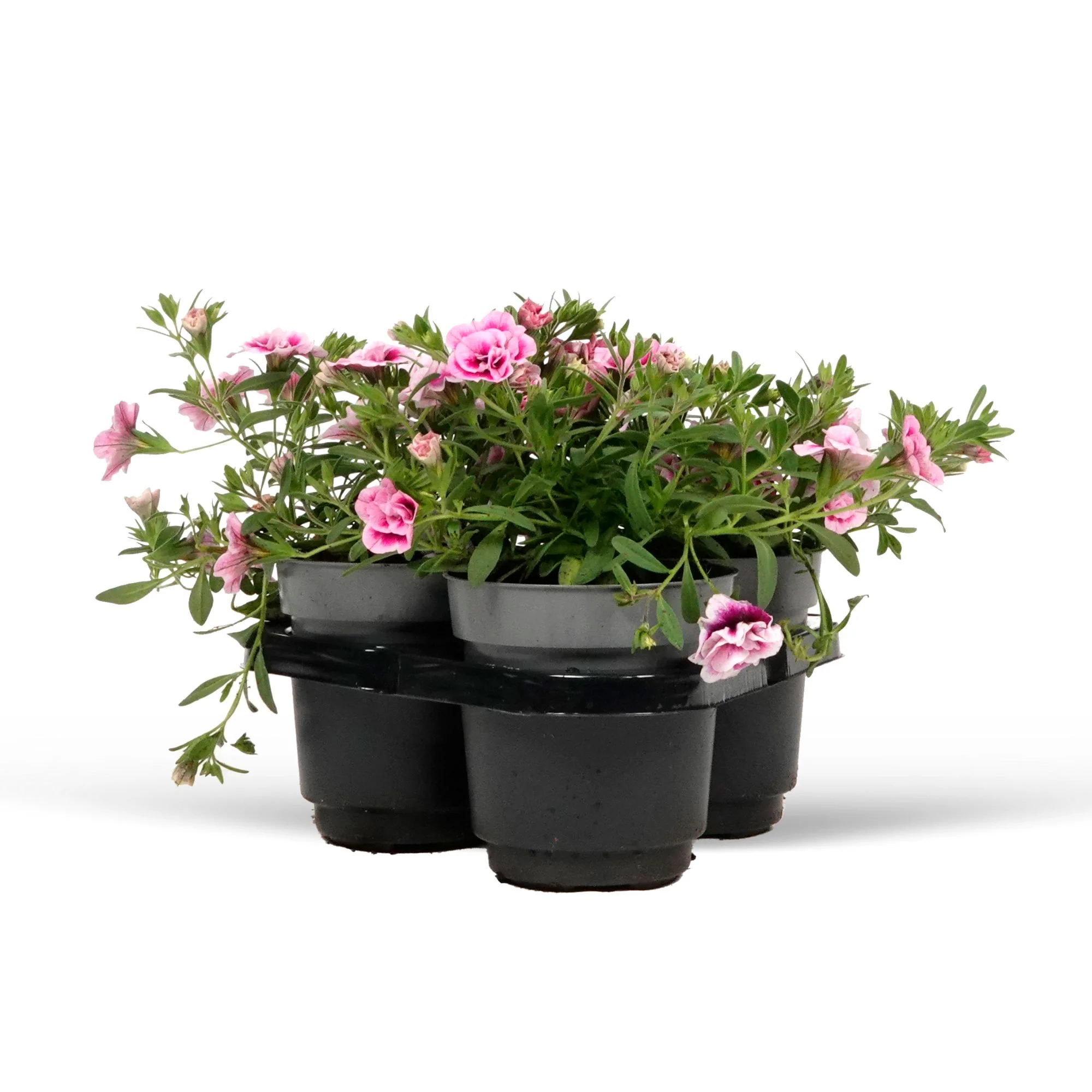Mini pétunia Calibrachoa 'PinkTastic' rose-blanc - Image 4