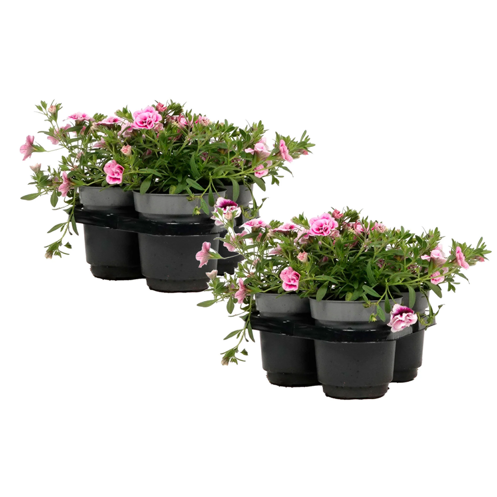 Mini pétunia Calibrachoa 'PinkTastic' rose-blanc - Image 5