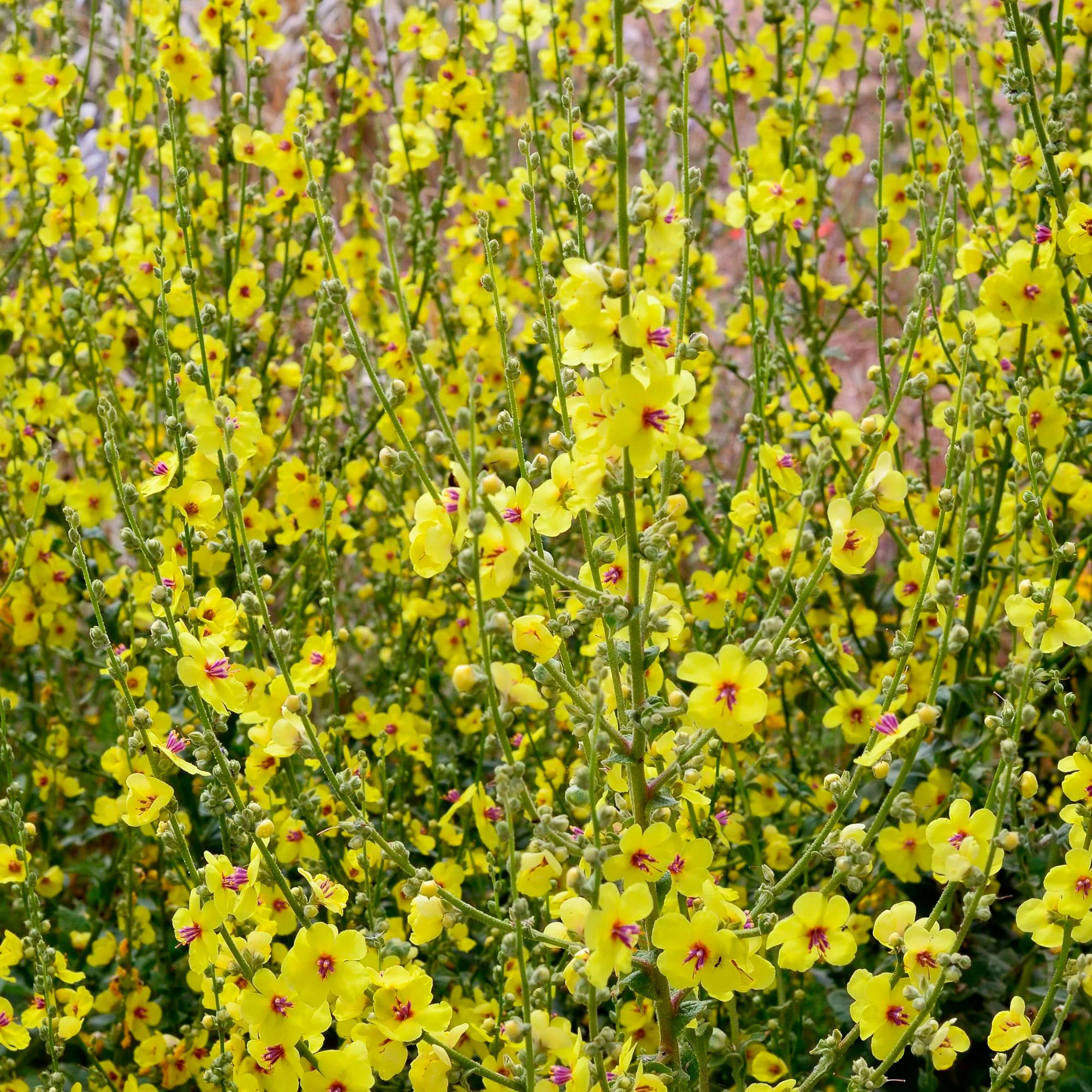 Molène noire Verbascum nigrum jaune Biologique - Image 2