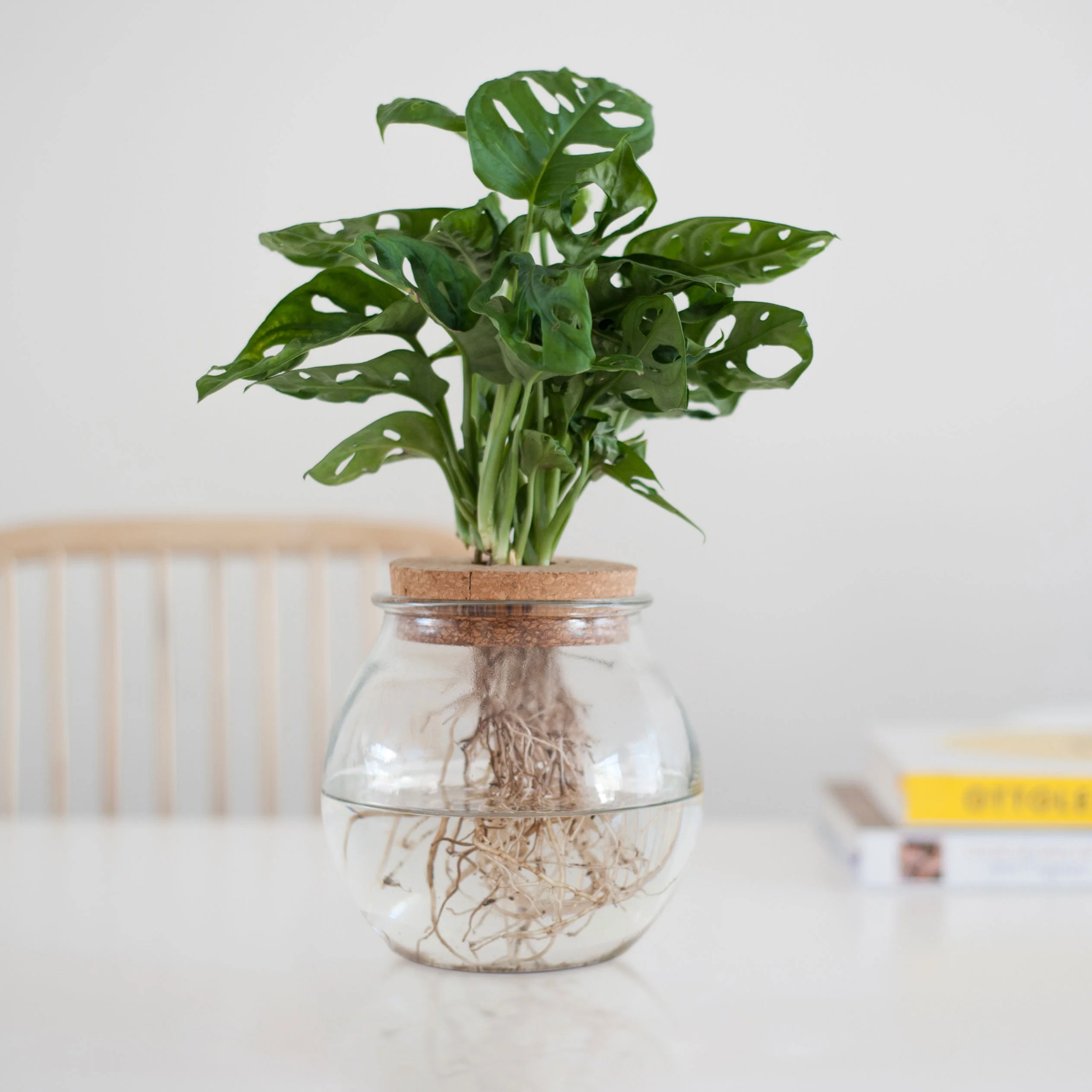 Monstera en boule de verre - Hydroponique - Image 2