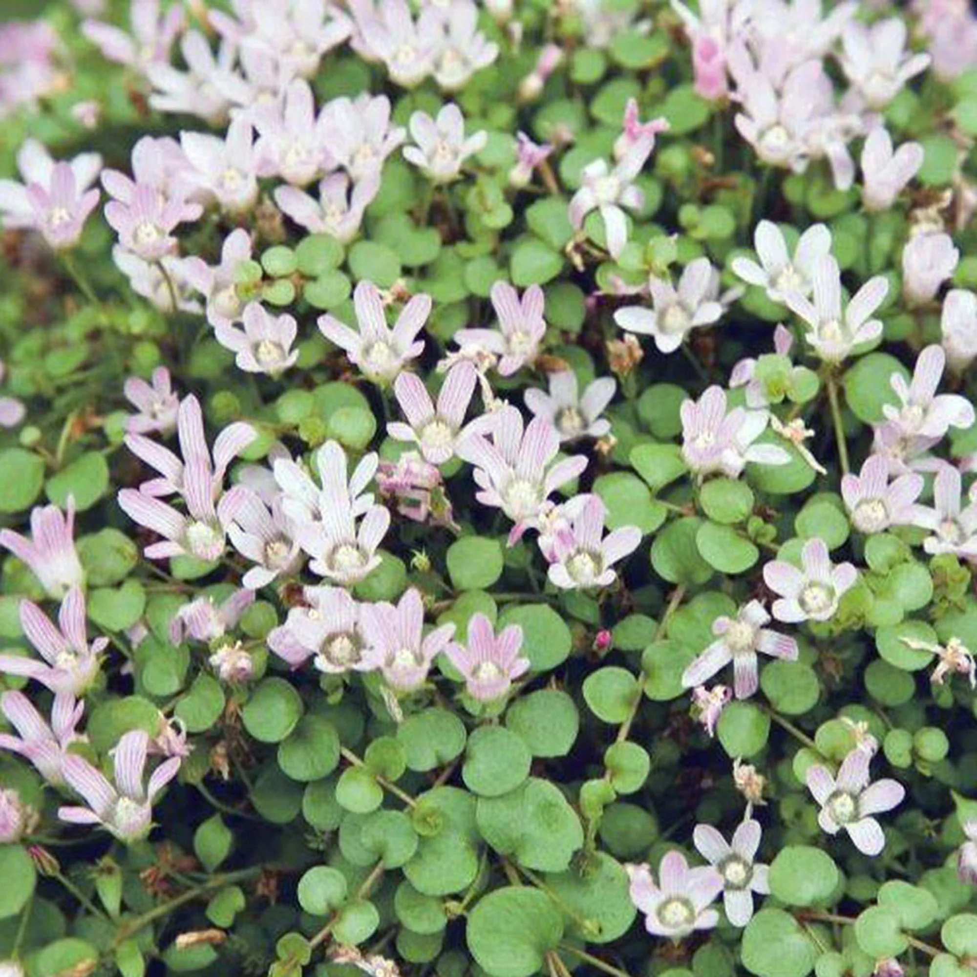 Mouron délicat Anagallis tenella rose - Image 3