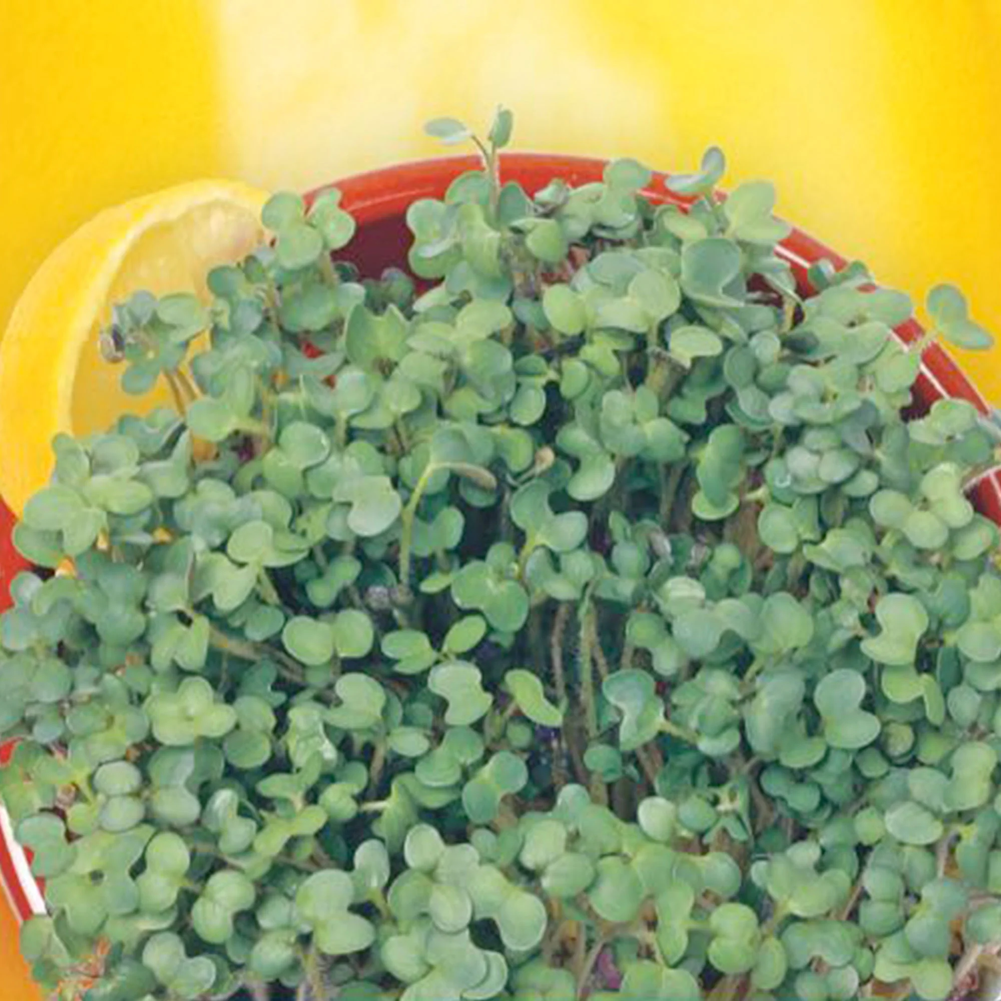 Moutarde a germer Sinapis alba - Bio Semences d’herbes