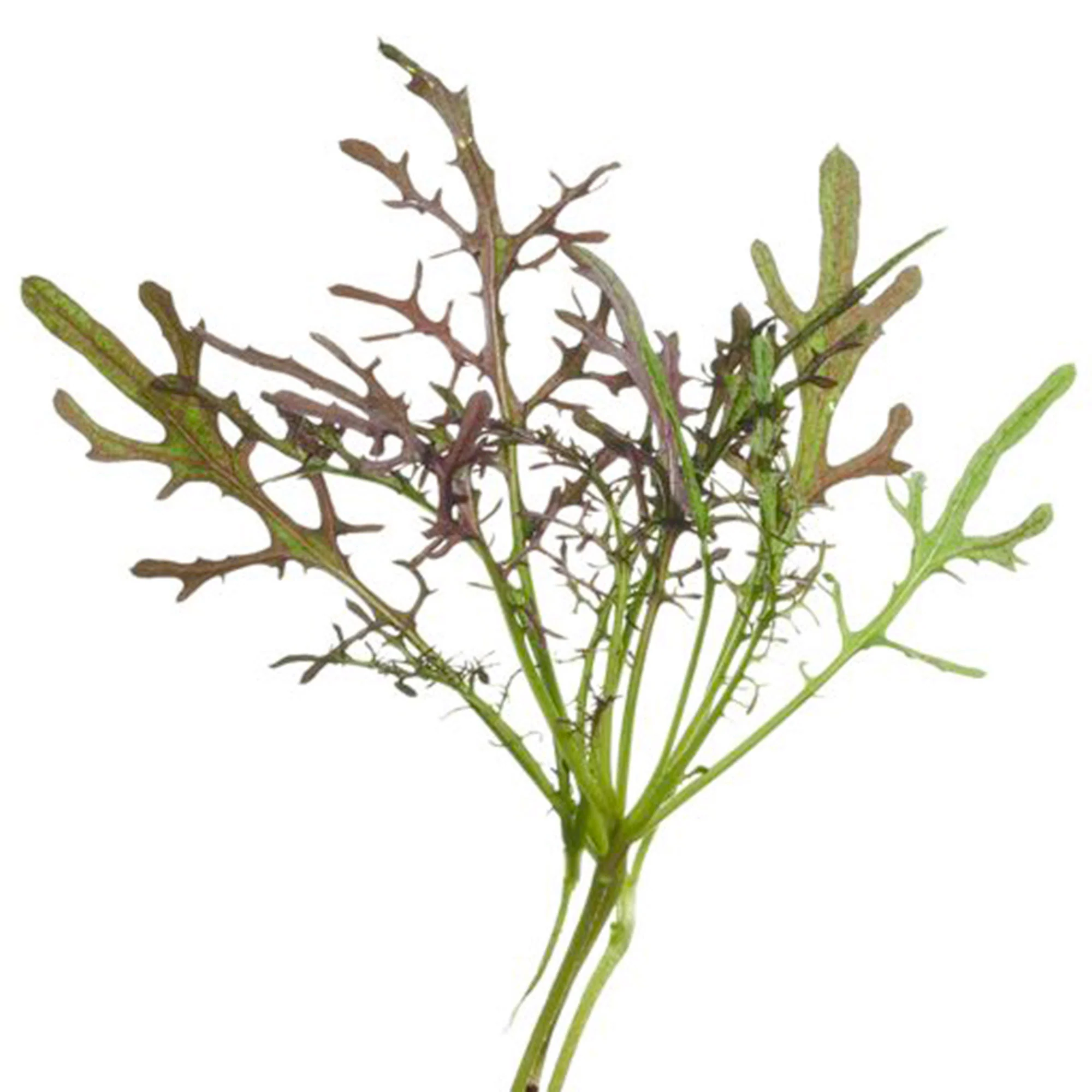 Moutarde Brassica 'Red Frills' - Semences d’herbes - Image 2