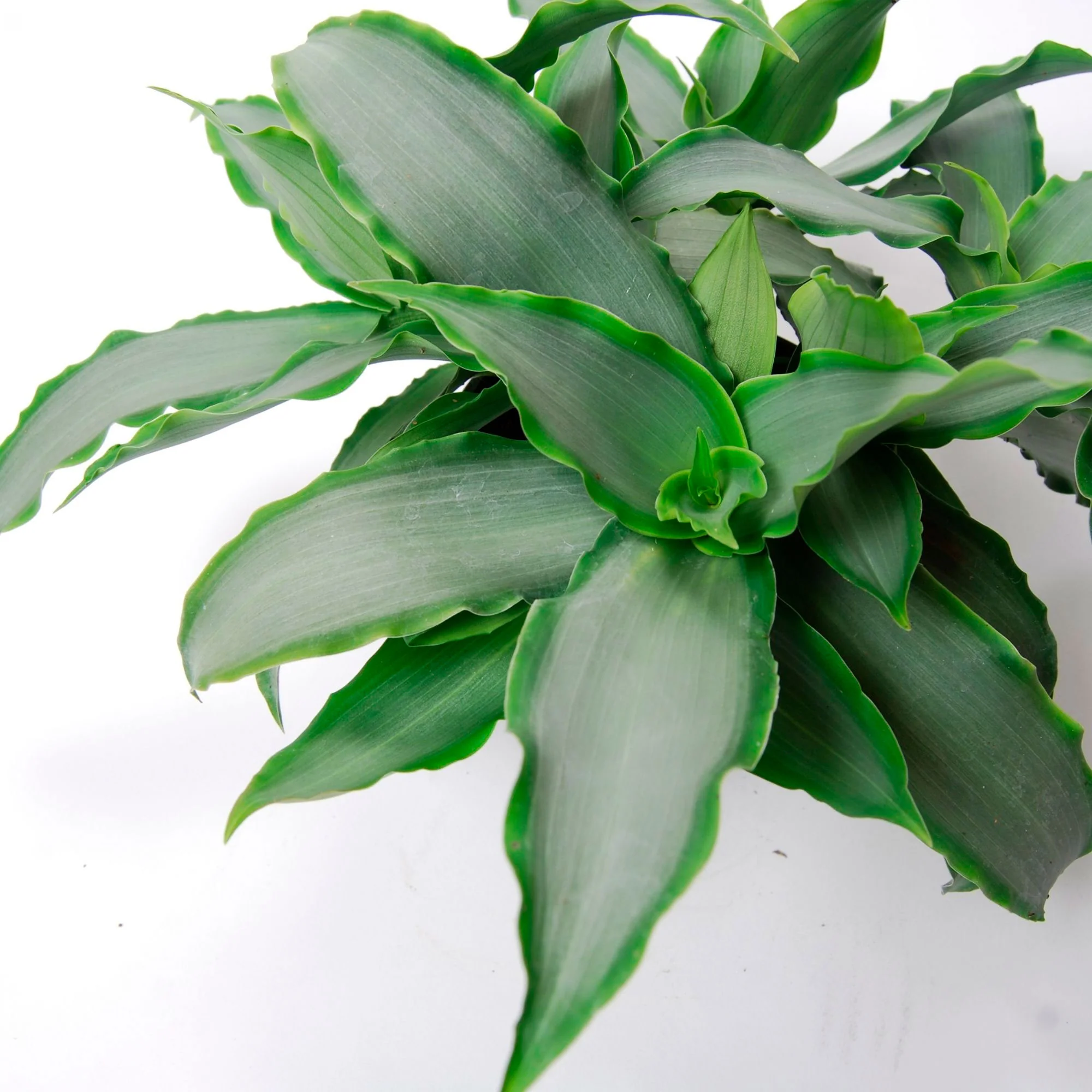 Murdannia 'Bright Star' - Bio - Image 3