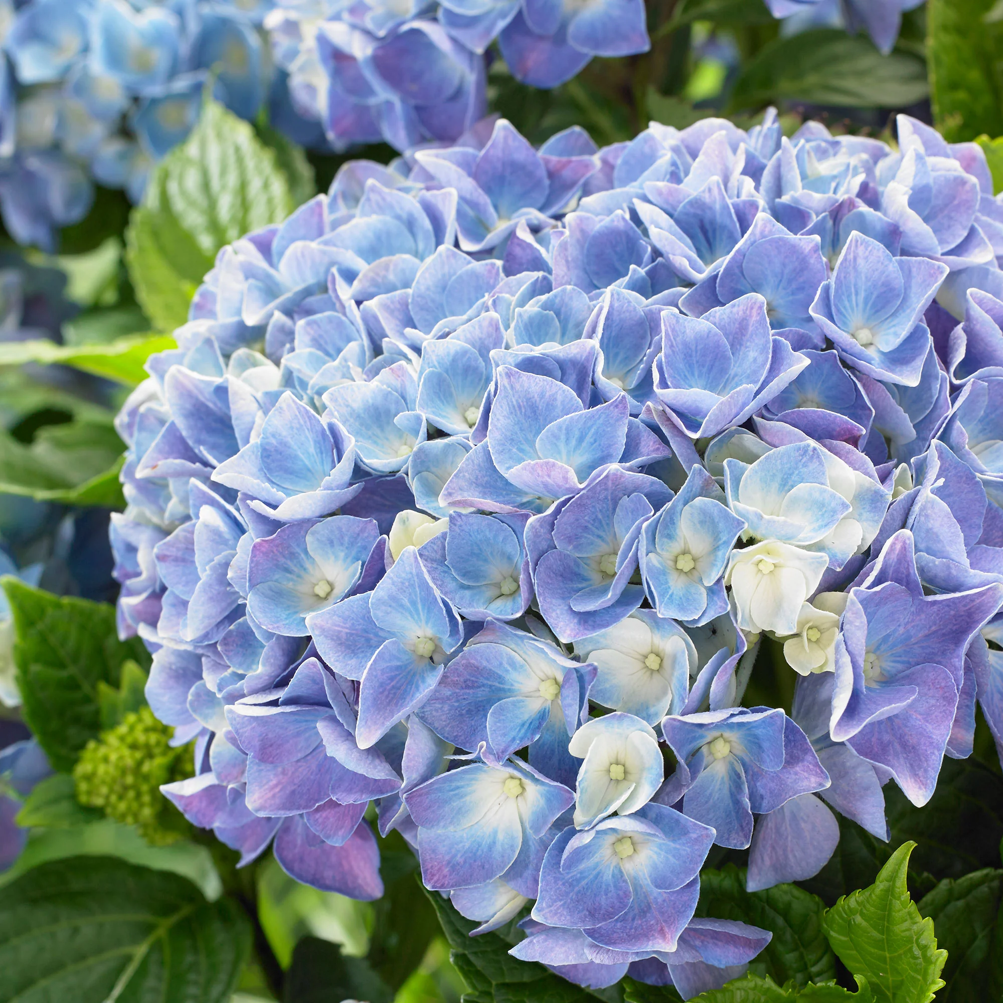 Music Collection 'Blue Ballad' - Image 3