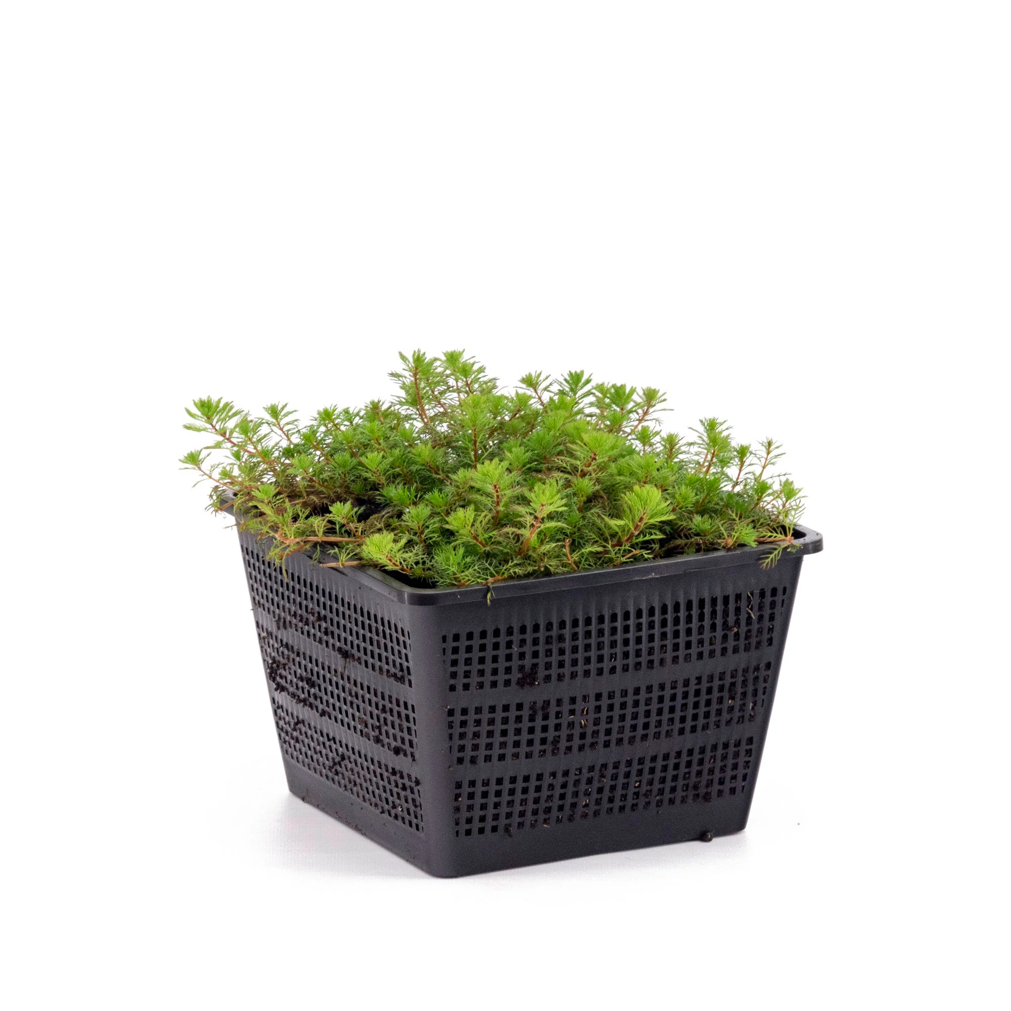 Myriophylle Myriophyllum 'Red Stem' - Plante oxygénante - Image 2