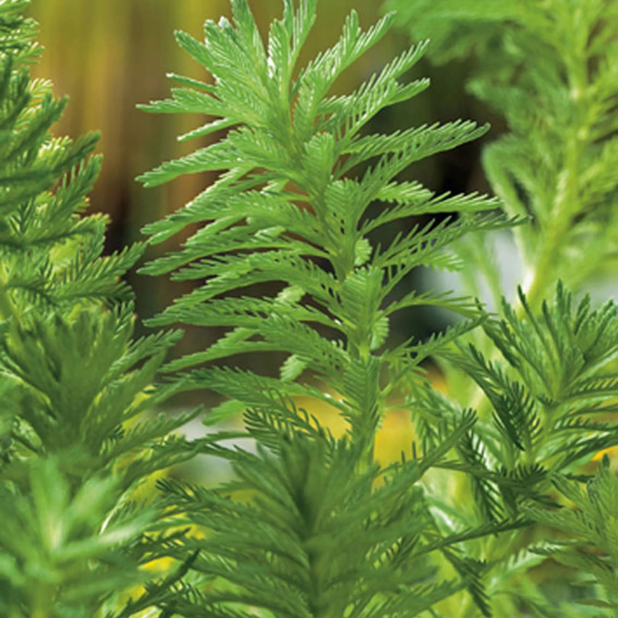 Myriophylle Myriophyllum 'Red Stem' - Plante oxygénante - Image 7