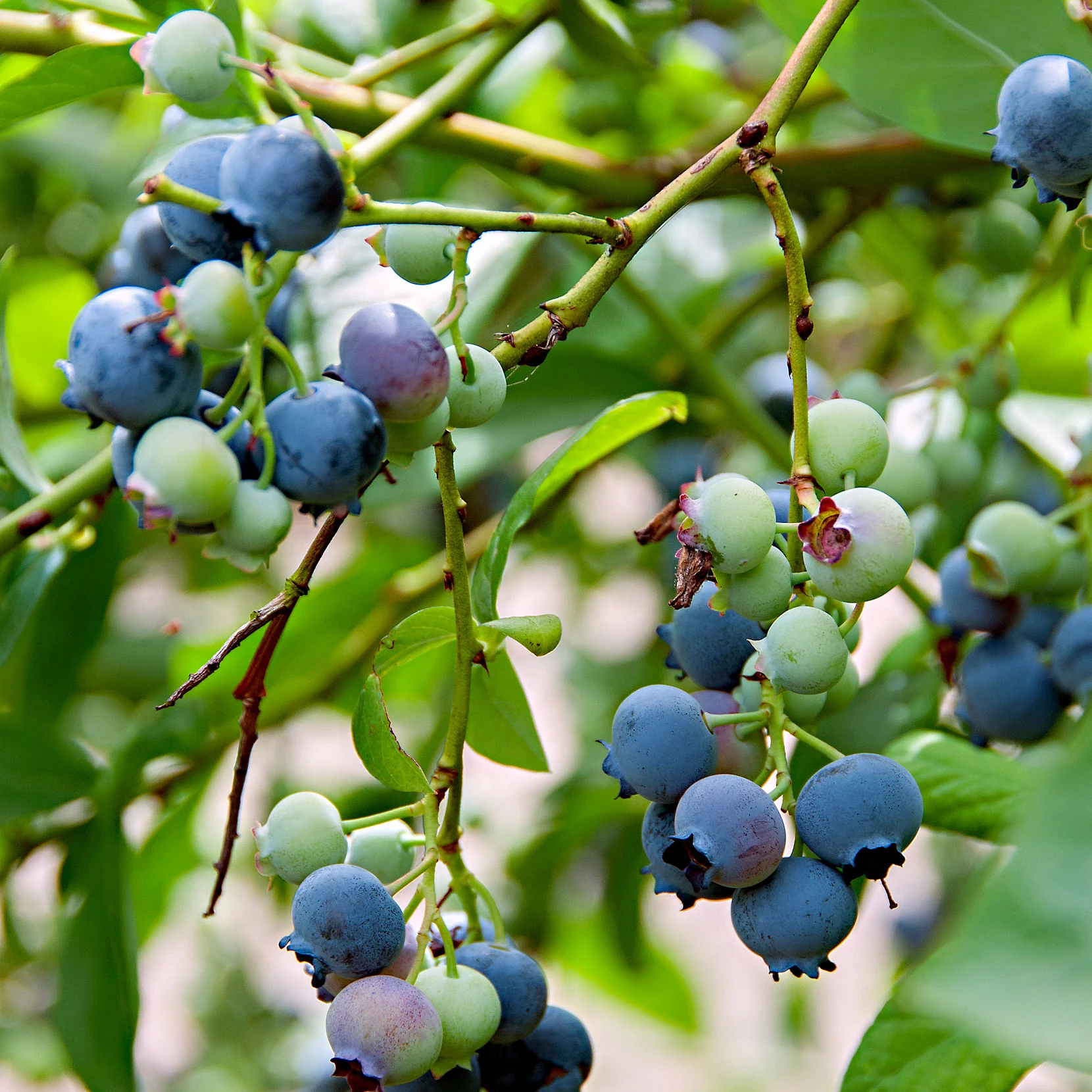 Myrtille Vaccinium 'Little Blue Wonder' bleu - Bio - Image 3