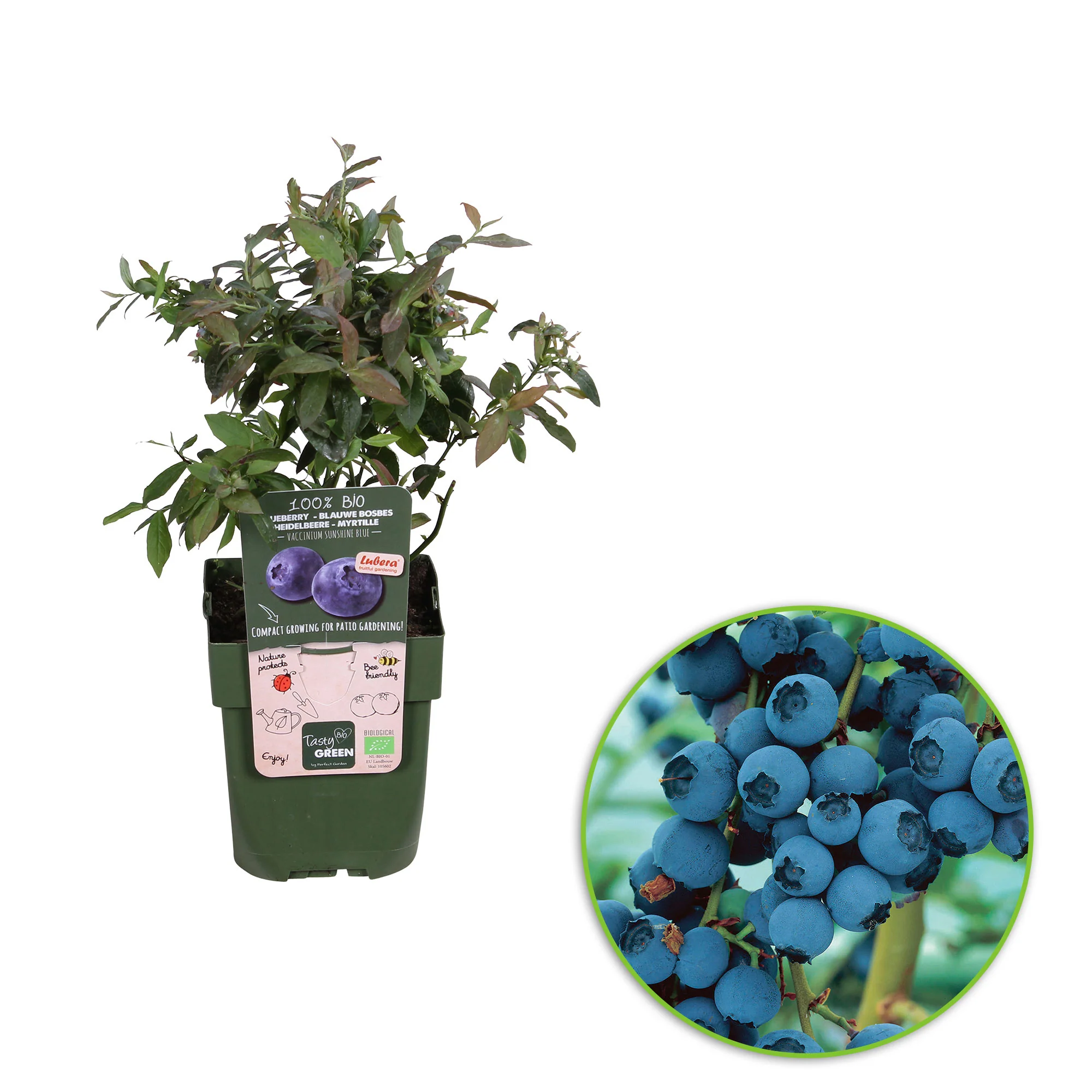 Myrtille Vaccinium 'Little Blue Wonder' bleu - Bio - Image 4