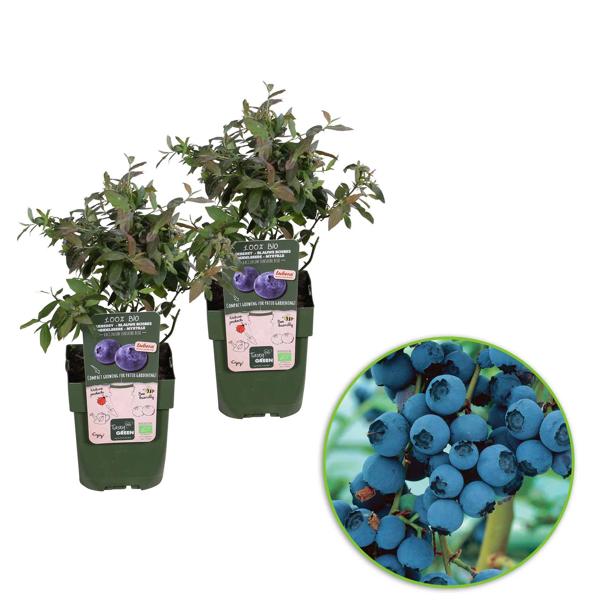 Myrtille Vaccinium 'Little Blue Wonder' bleu - Bio - Image 5