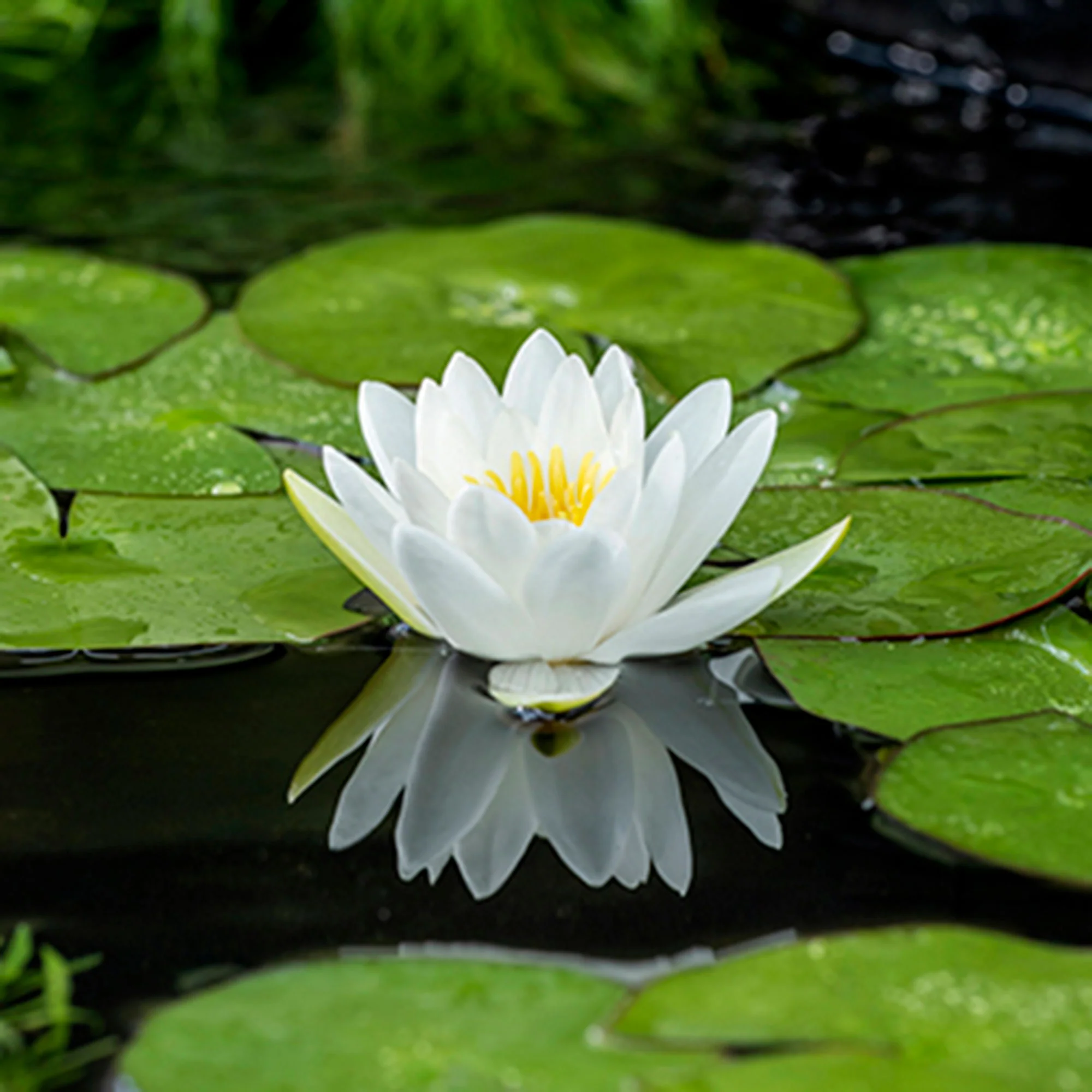 Nénuphar 'Alba' blanc