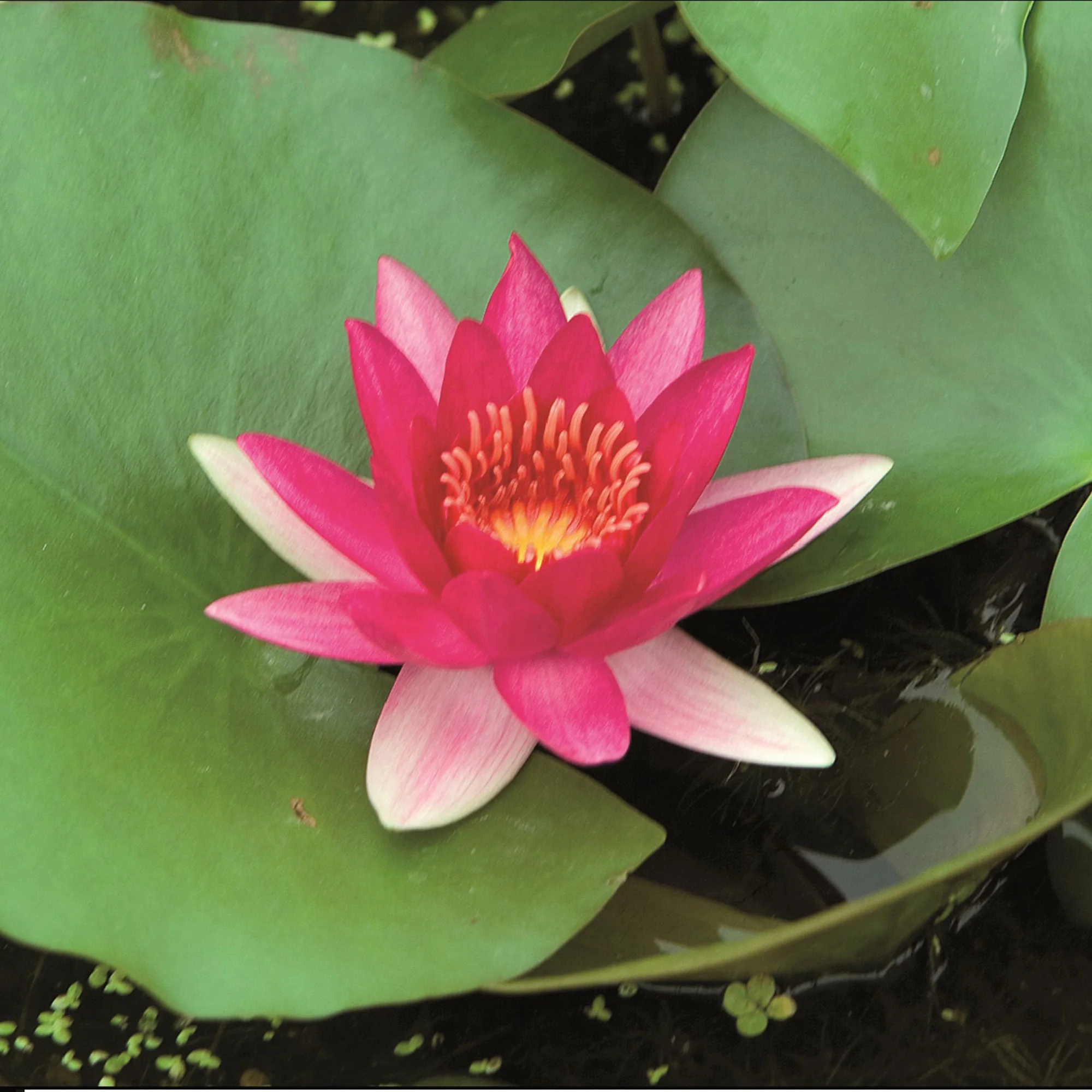 Nénuphar 'Escarboucle' rouge - Image 5