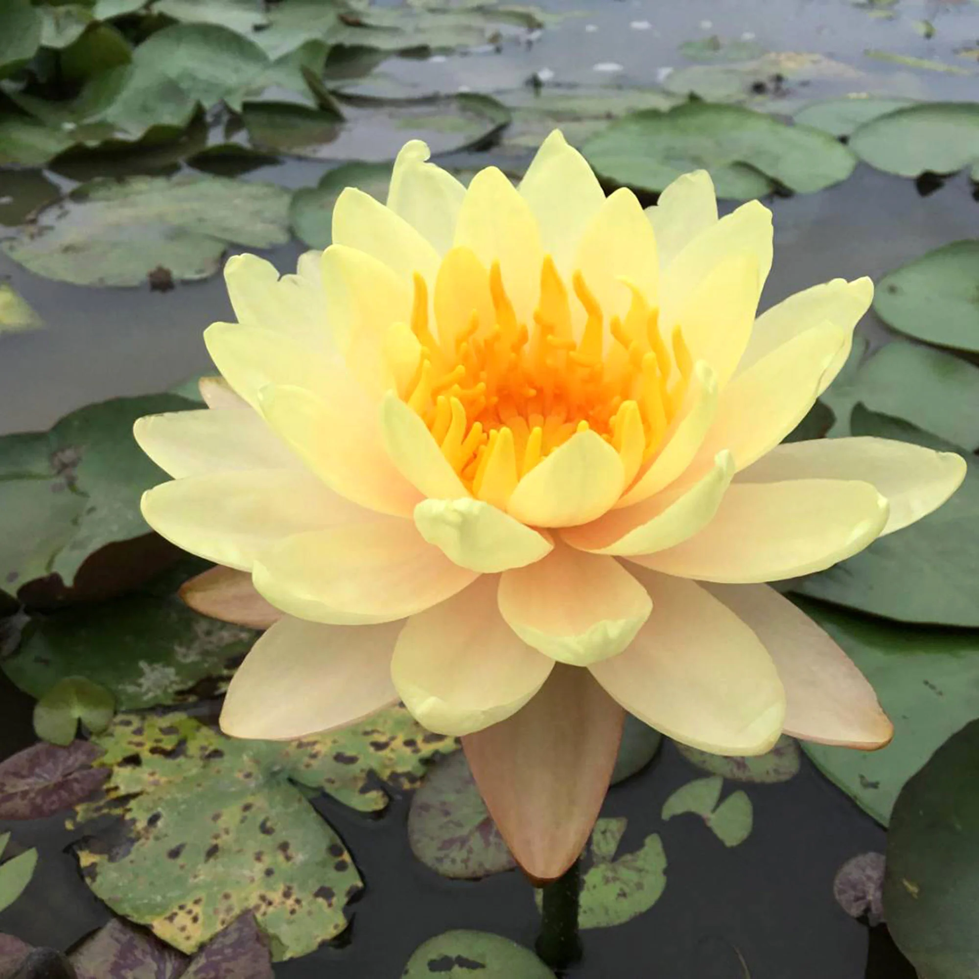 Nénuphar 'Mangkala Ubol' orangé-rose - Image 5