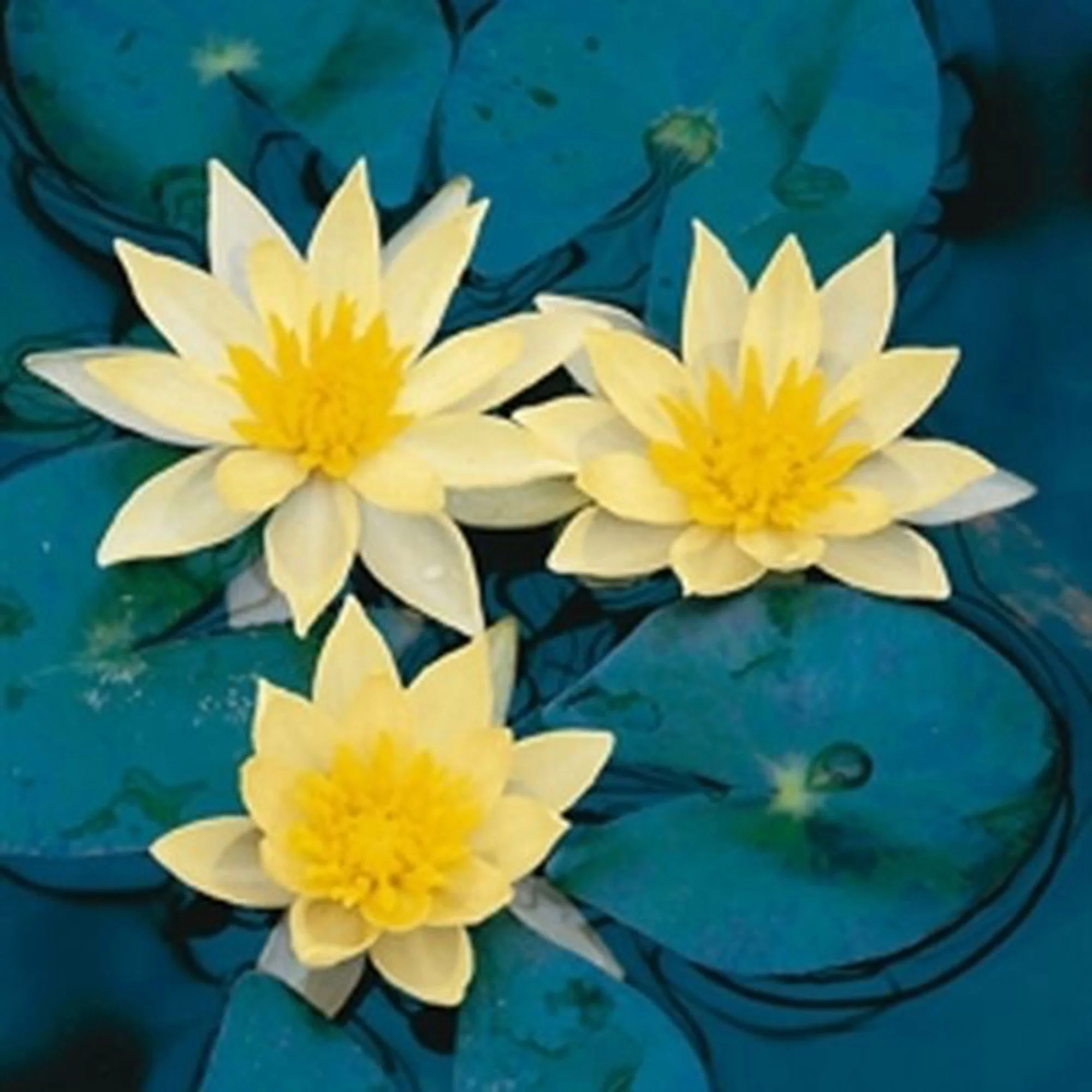 Nénuphar Nymphaea 'Sulphurea' jaune