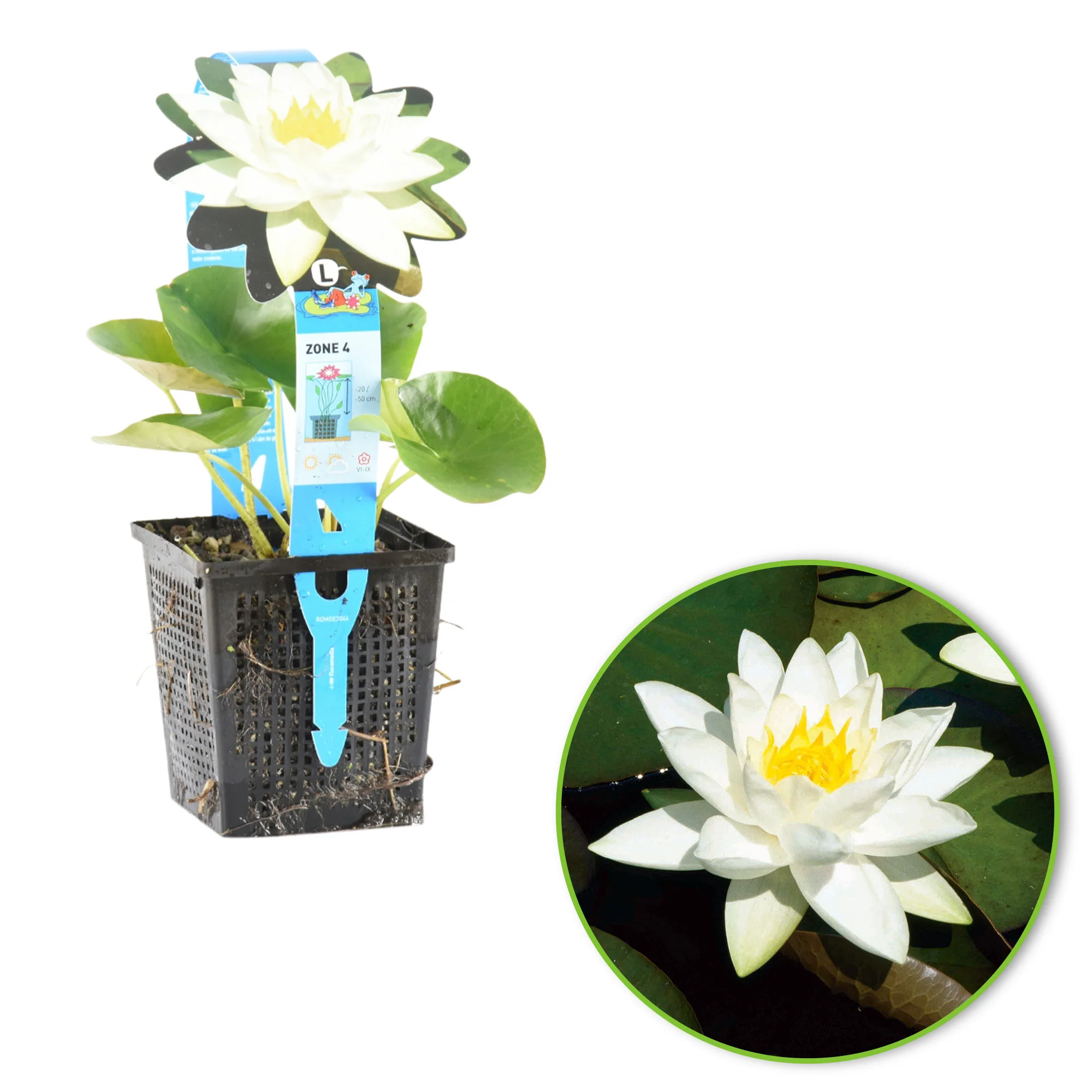 Nénuphar 'Tetragona' blanc - Image 3