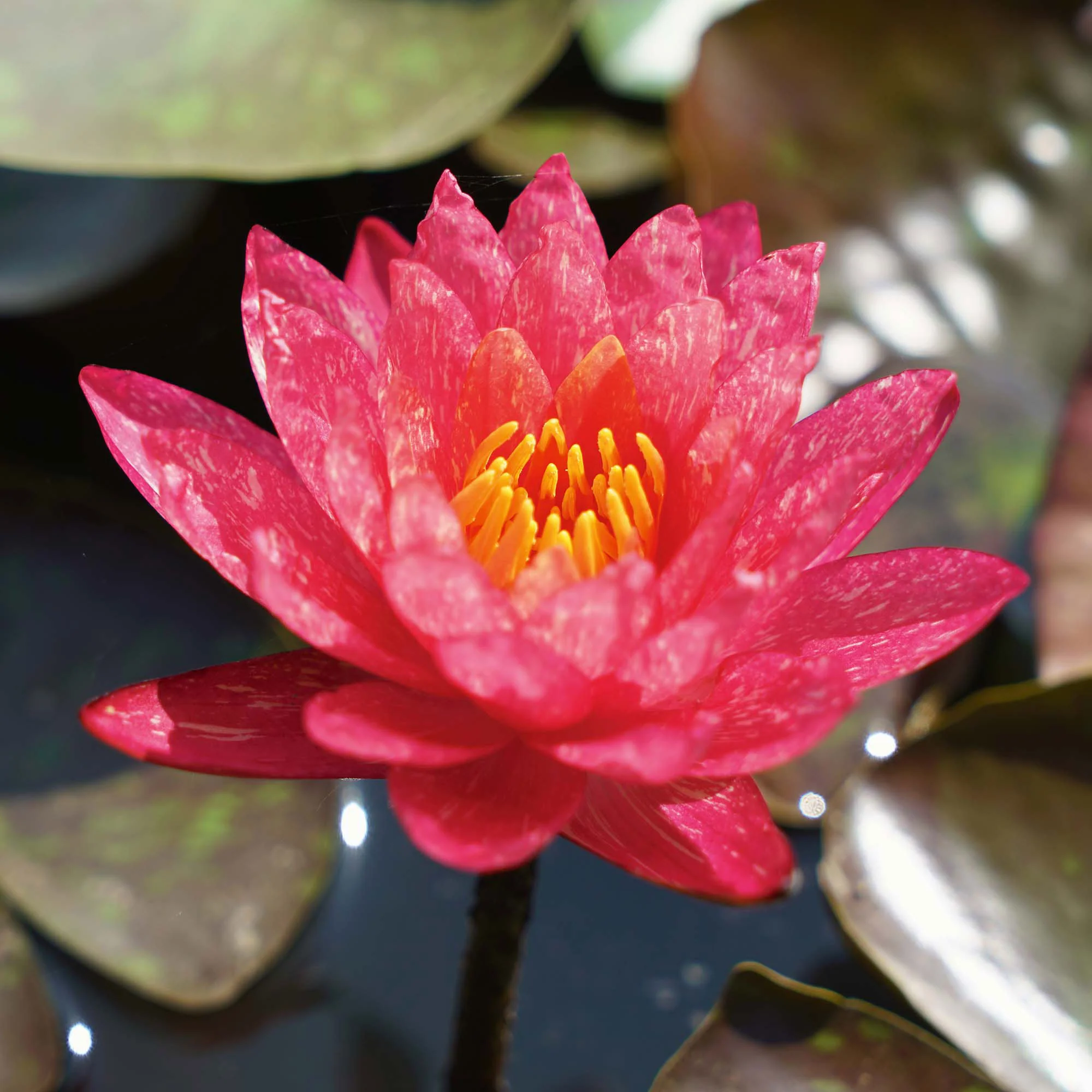 Nénuphar 'Wanvisa' rose-orangé