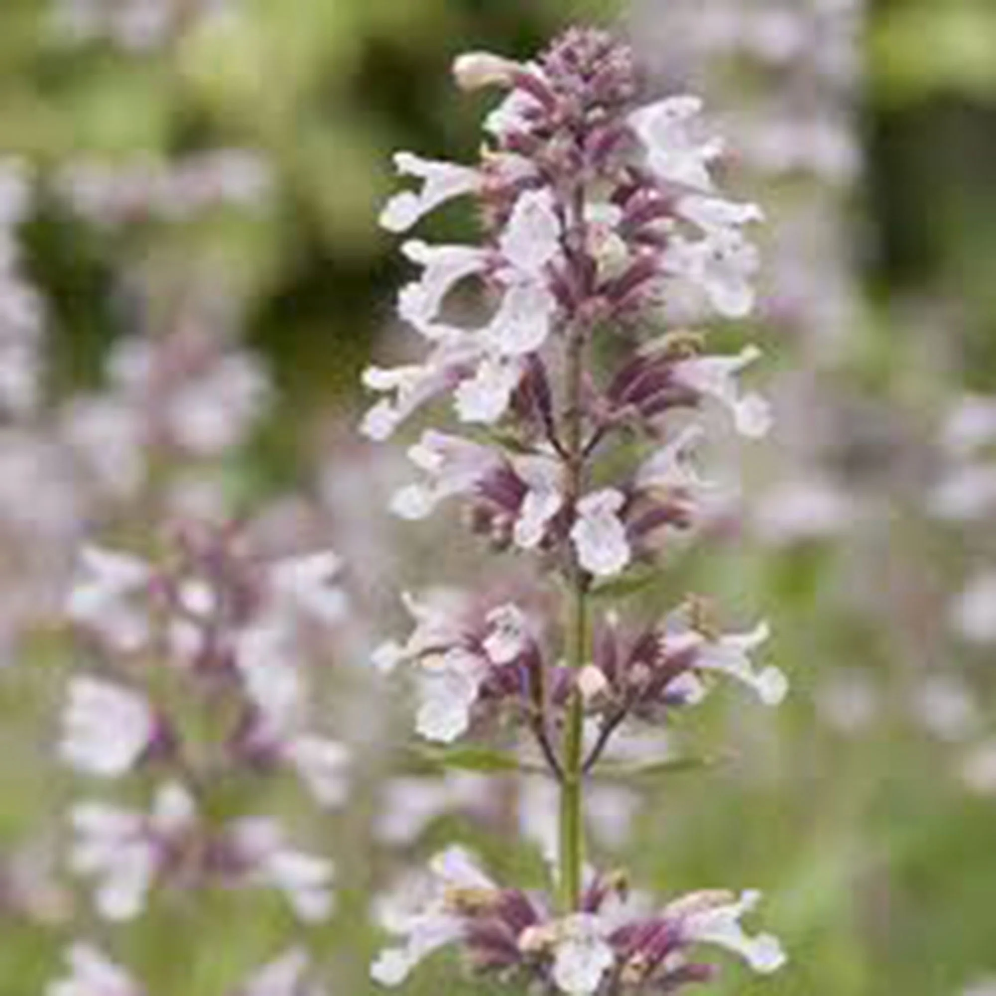Népèta parfumée Nepeta 'Dawn To Dusk' Rose - Bio - Image 3