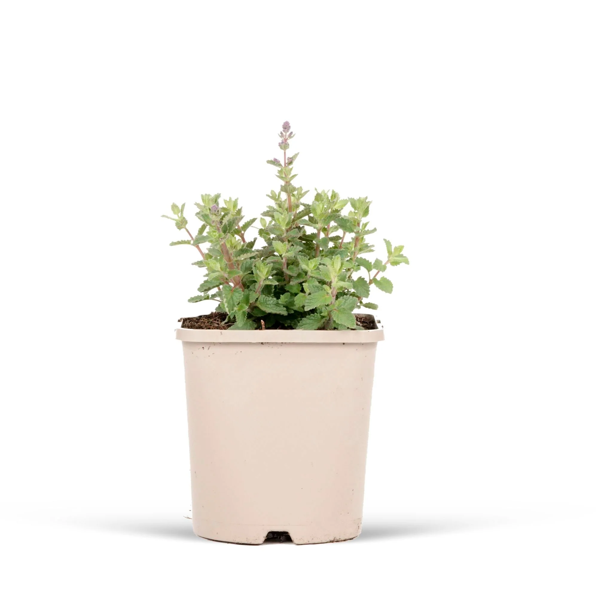 Népèta parfumée Nepeta 'Pursian Blue' Bleu - Bio - Image 4
