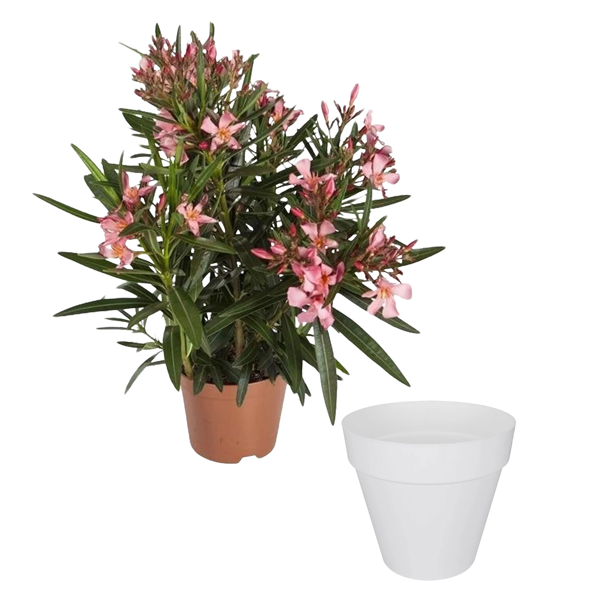 Nerium oleander rose incl. Cache-pot Elho blanc - Image 5