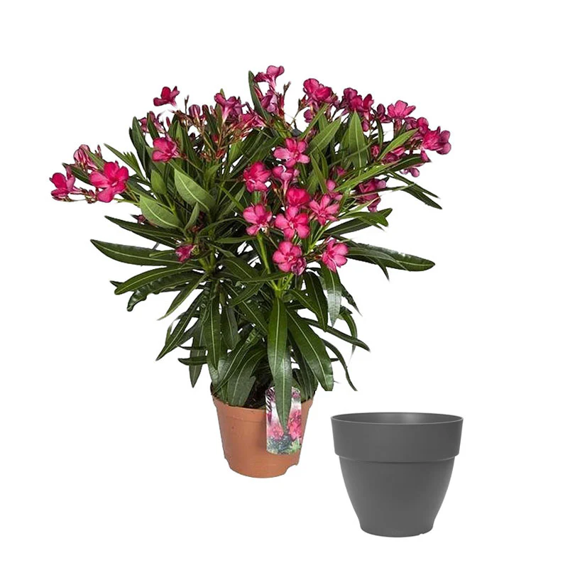Nerium oleander rouge incl. Cache-pot Elho anthracite - Image 5
