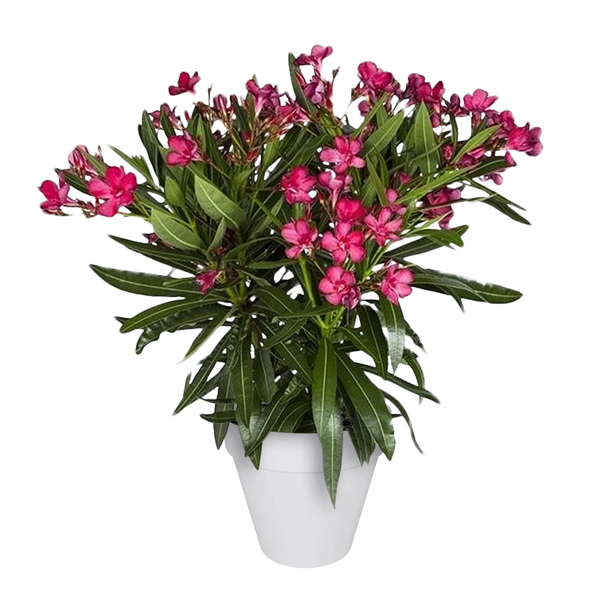 Nerium oleander rouge incl. Cache-pot Elho blanc - Image 2