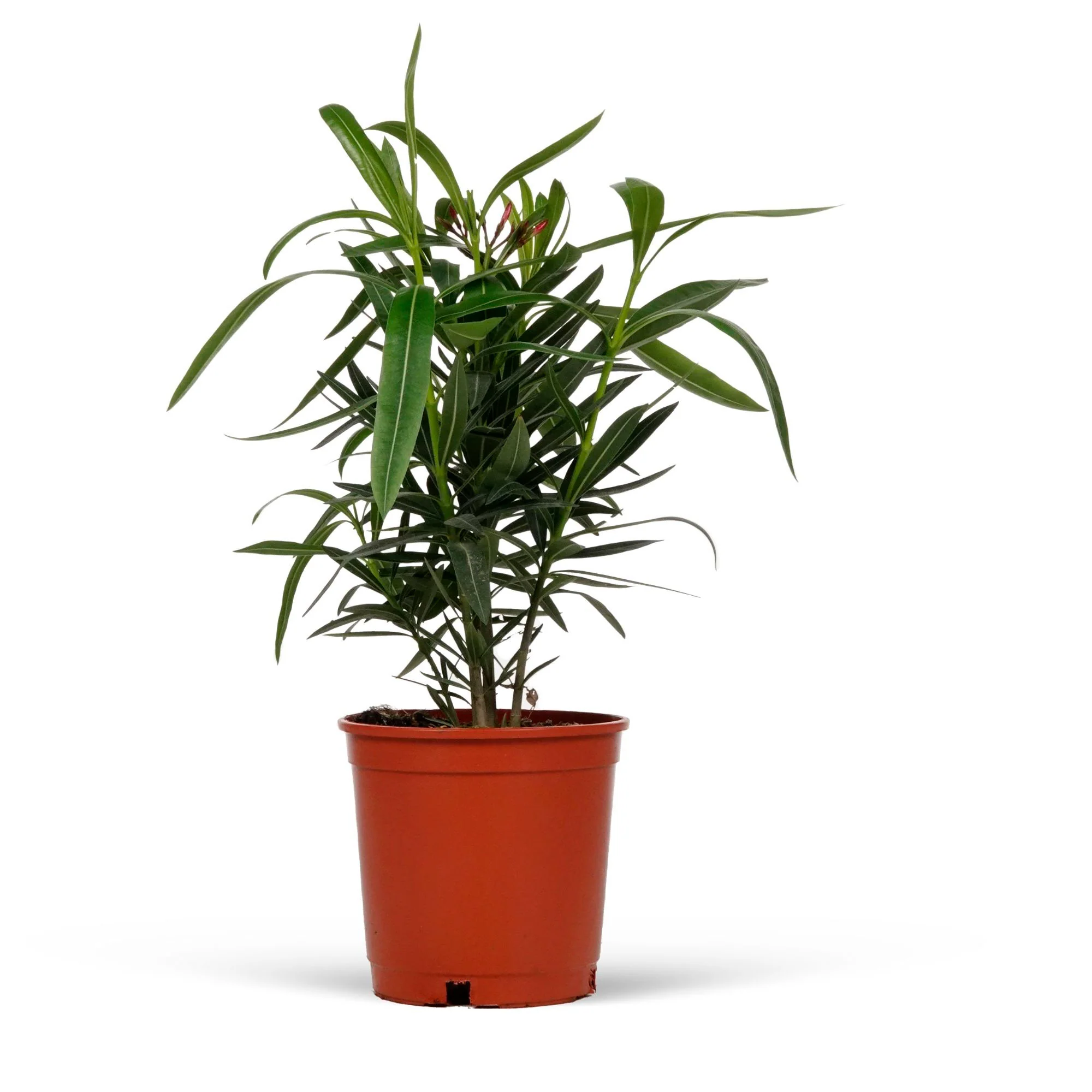 Nerium oleander Rouge-Rose - Image 6