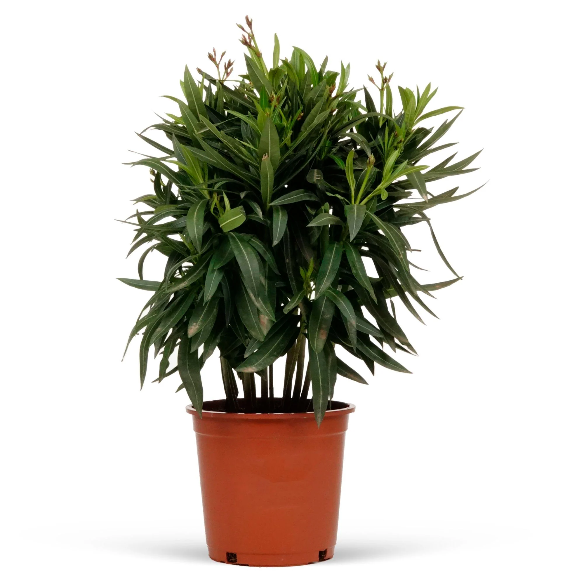Nerium oleander Rouge-Rose - Image 7