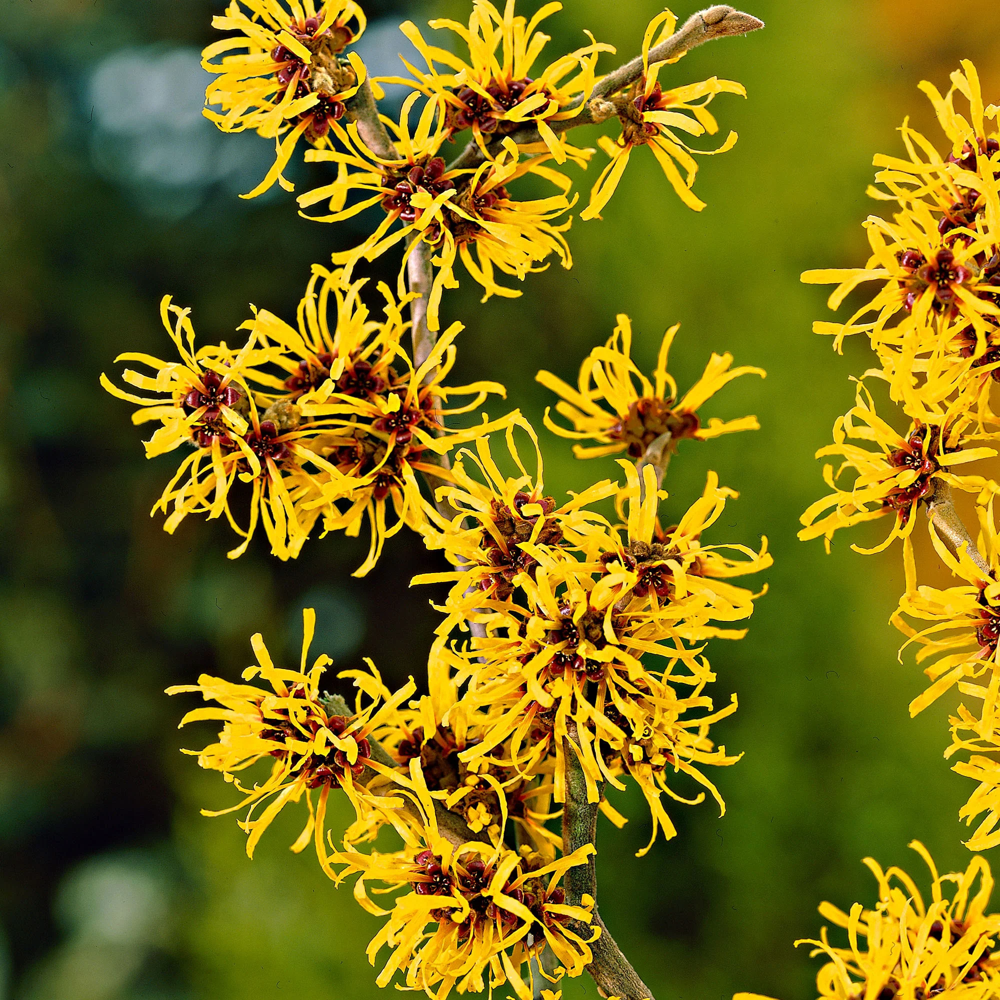 Noisetier de sorcière de Chine Hamamelis 'Boskoop' jaune-rouge - Image 2