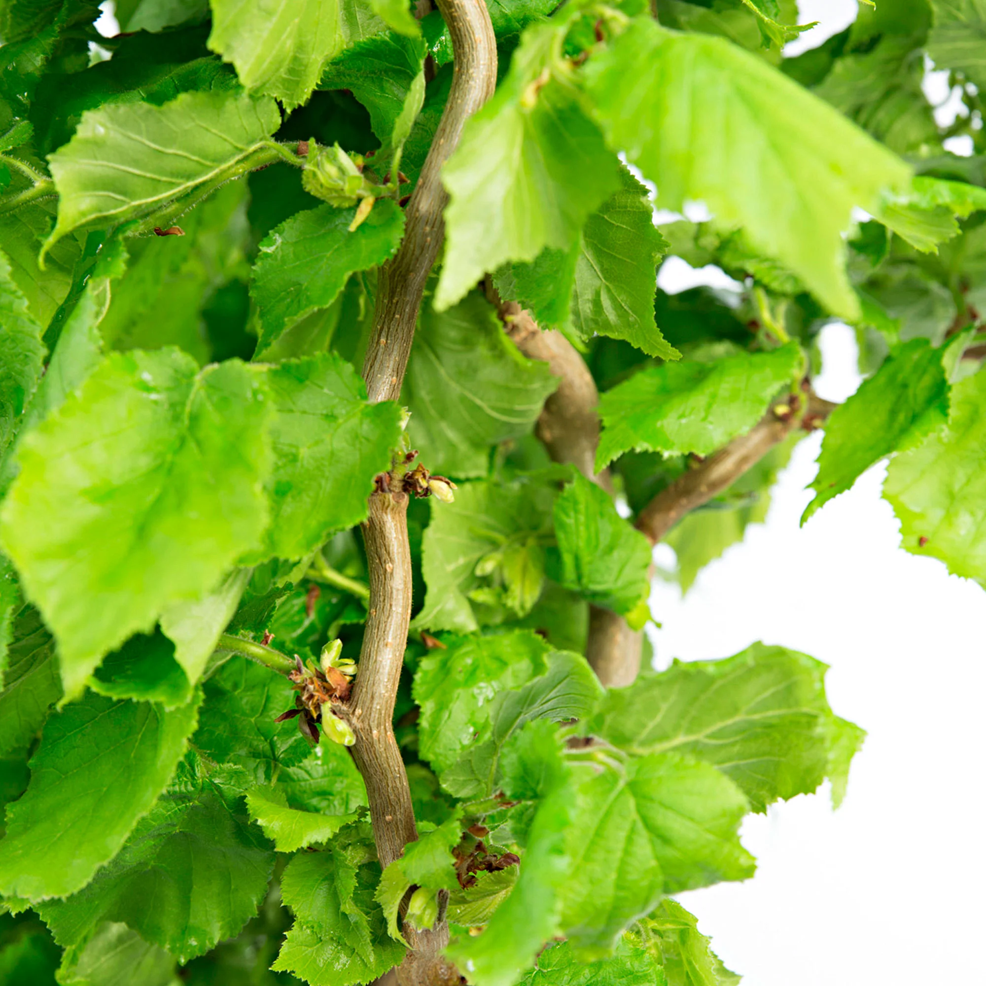 Noisetier sinueux Corylus 'Scooter' - Image 2