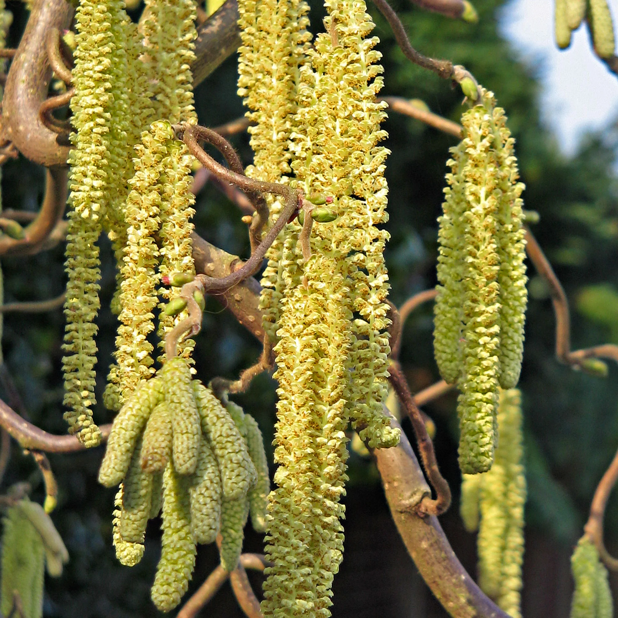 Noisetier sinueux Corylus 'Scooter' - Image 3