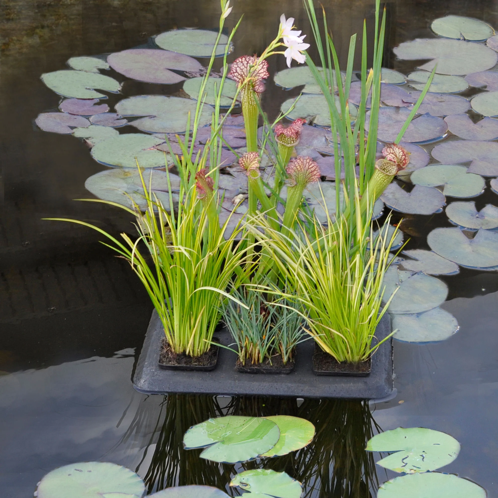 Oasis végétal flottant 30*40 cm