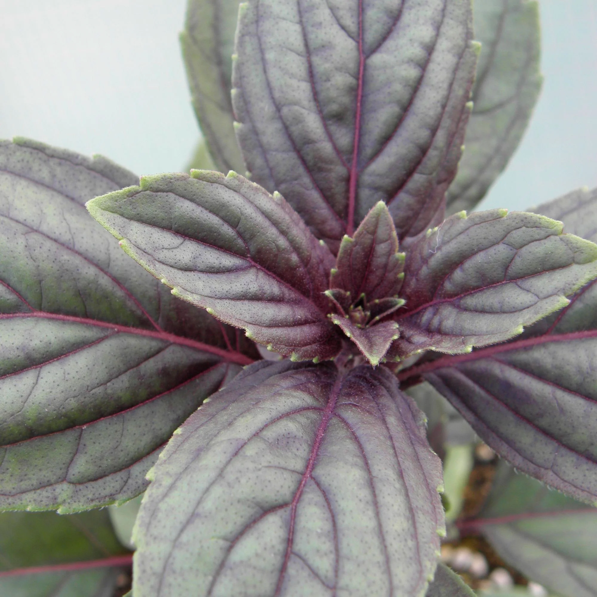 Ocimum  Vert - Bio