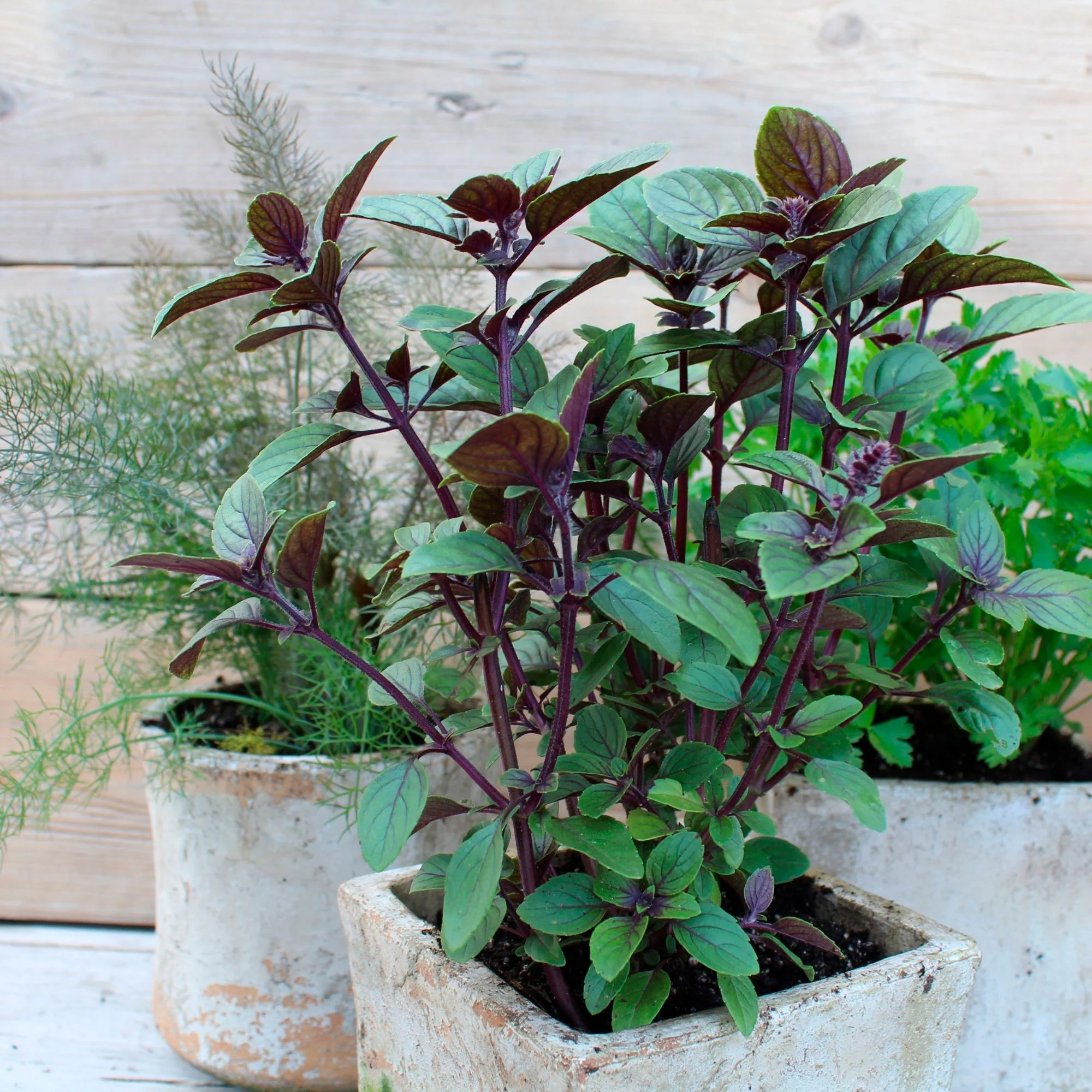 Ocimum  Vert - Bio - Image 2