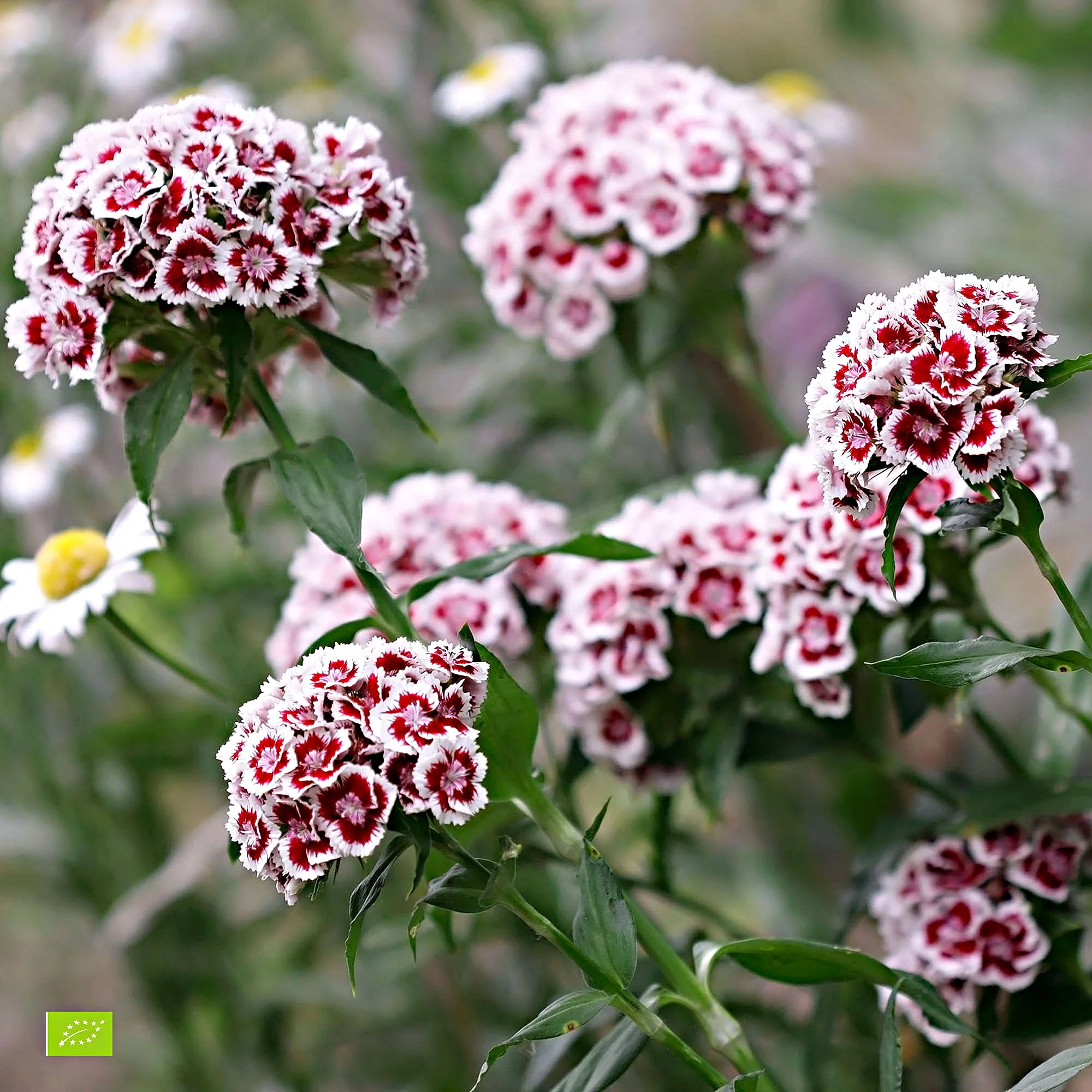 Œillet de poète Dianthus 'Diabunda' - Biologique violet-blanc - Image 2