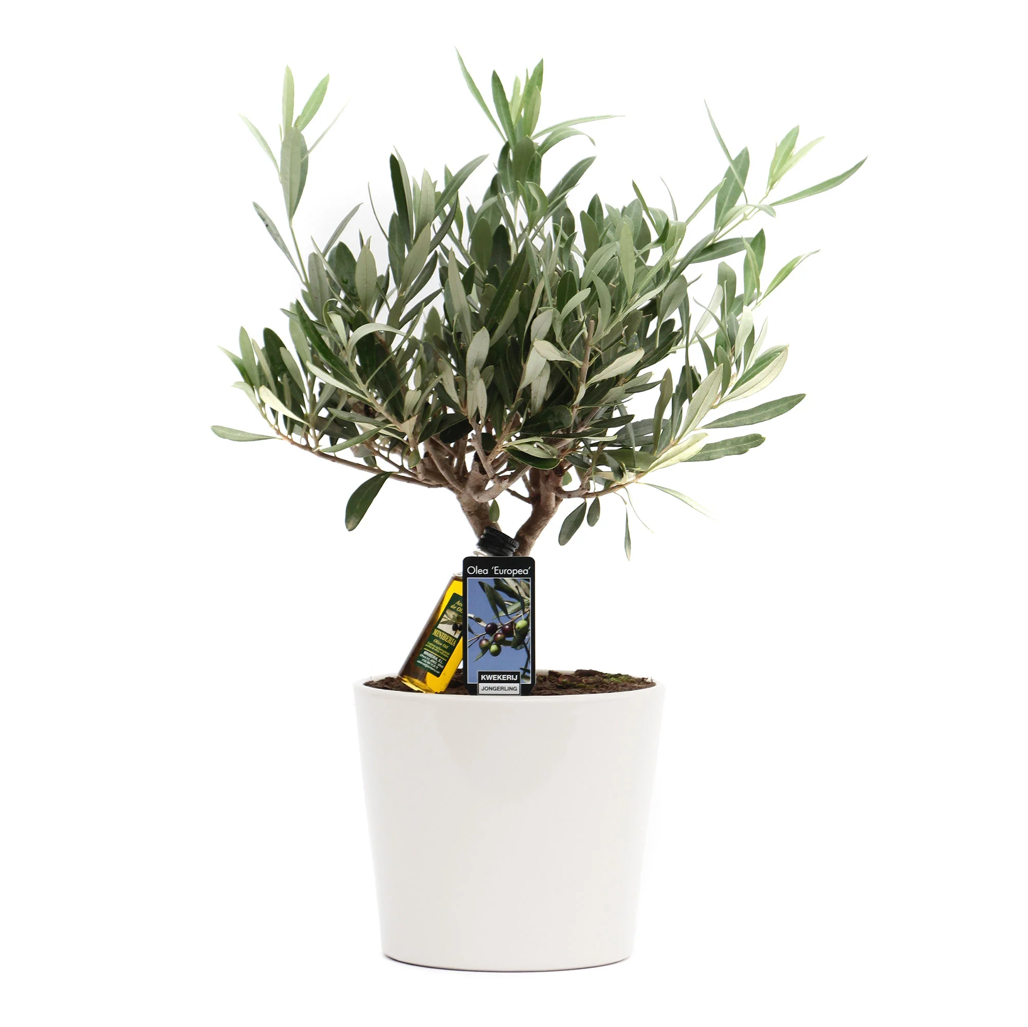 Olivier Olea europaea 'Cipressino' avec cache-pot en céramique blanc