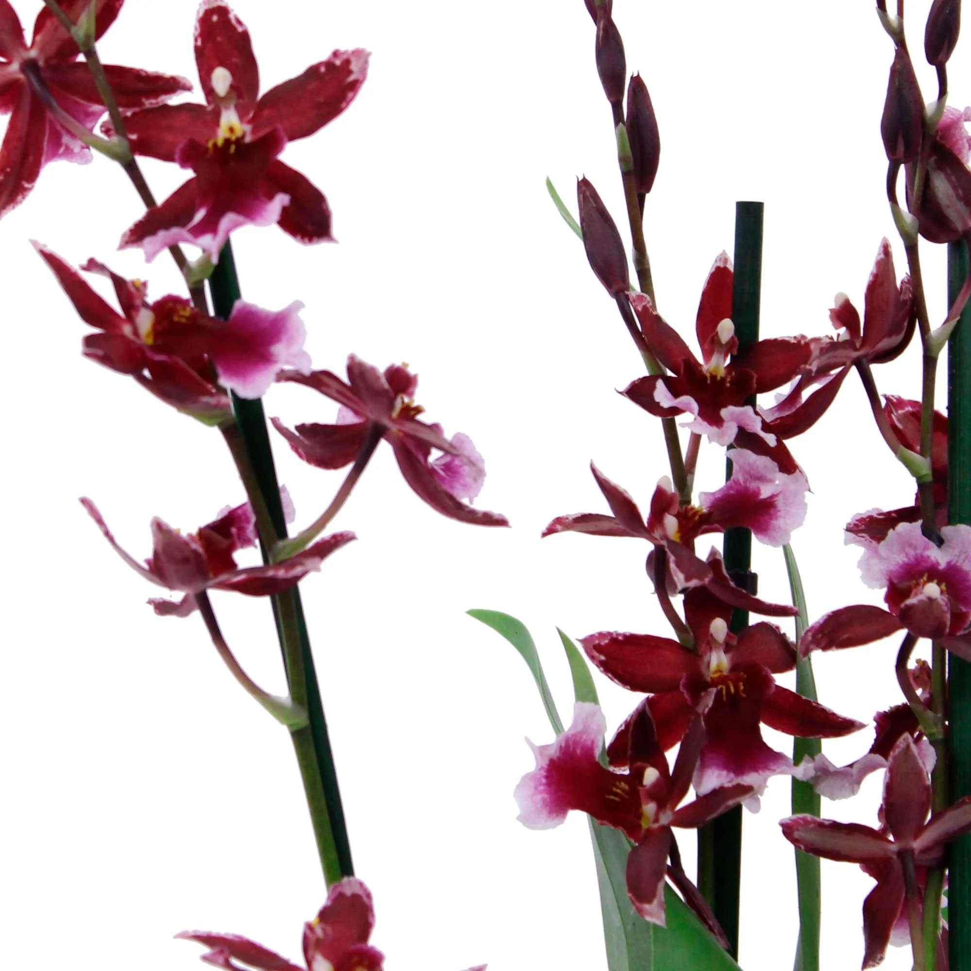 Orchidée Cambria Odontoglossum 'Barocco Red' Violet - Image 2