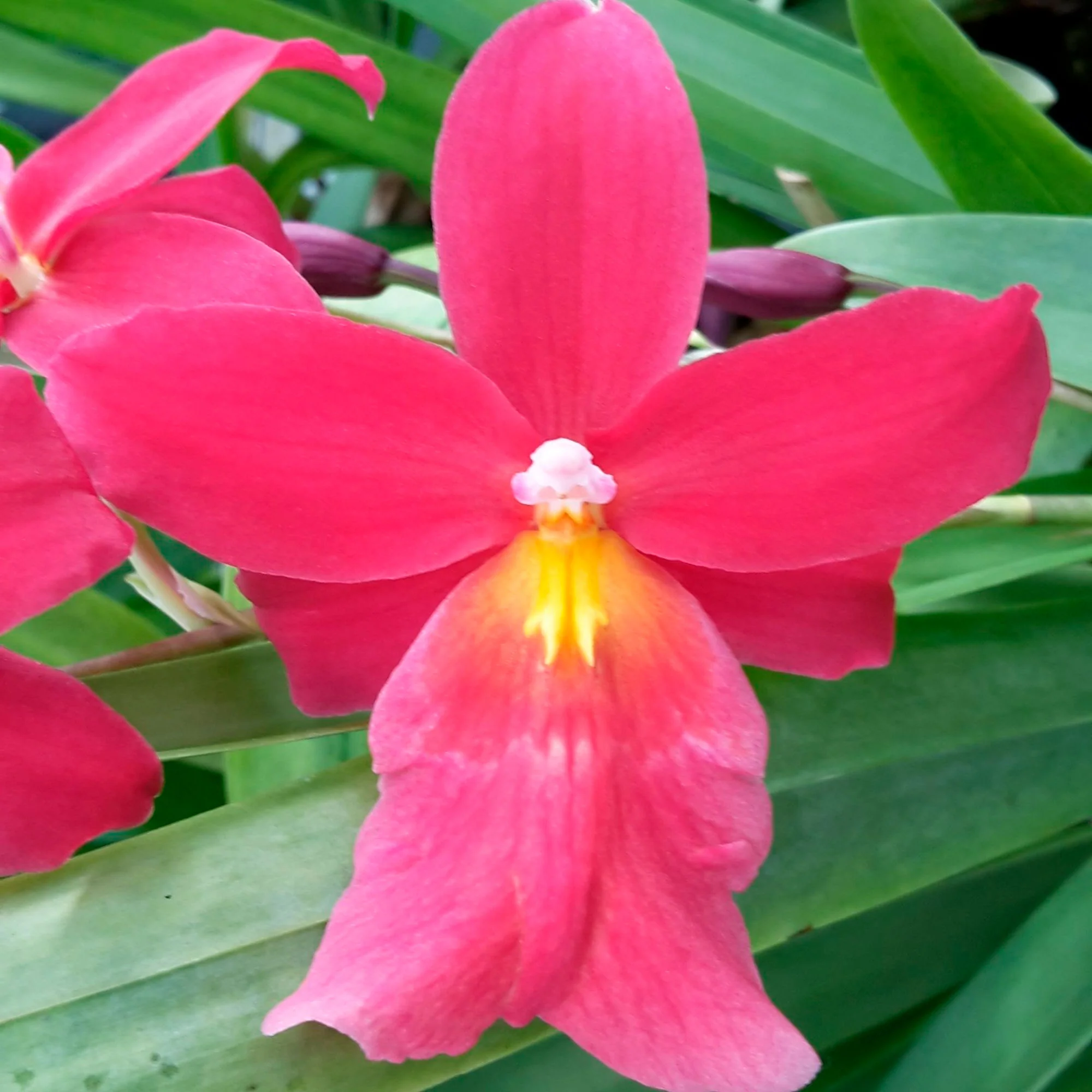 Orchidée Cambria Odontoglossum 'Francine' Rose - Image 2