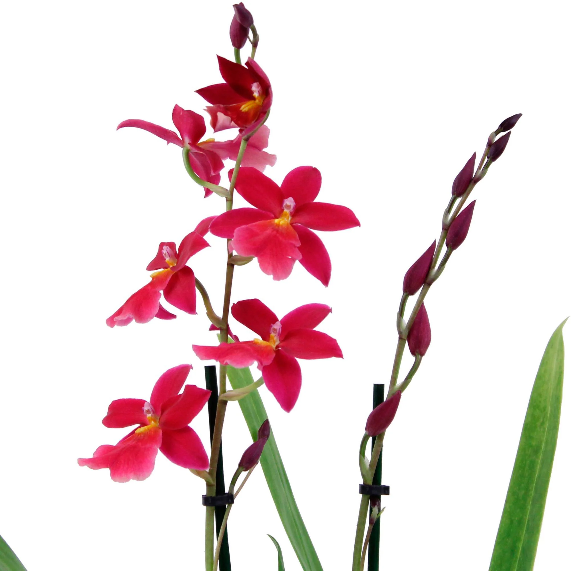 Orchidée Cambria Odontoglossum 'Francine' Rose - Image 3