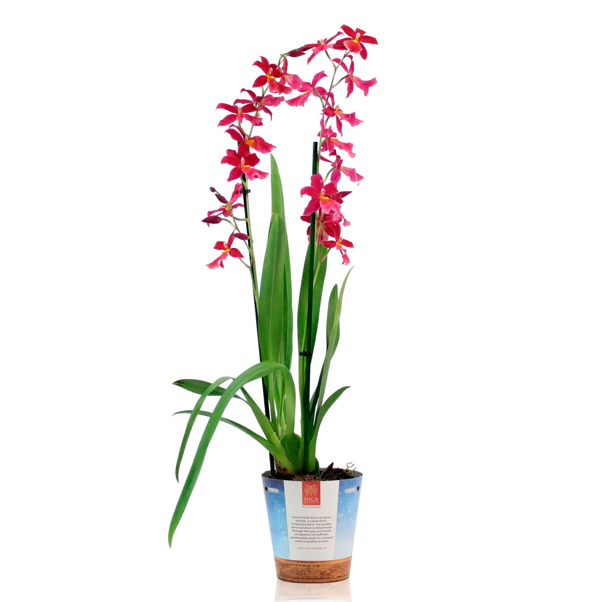 Orchidée Cambria Odontoglossum 'Francine' Rose - Image 4