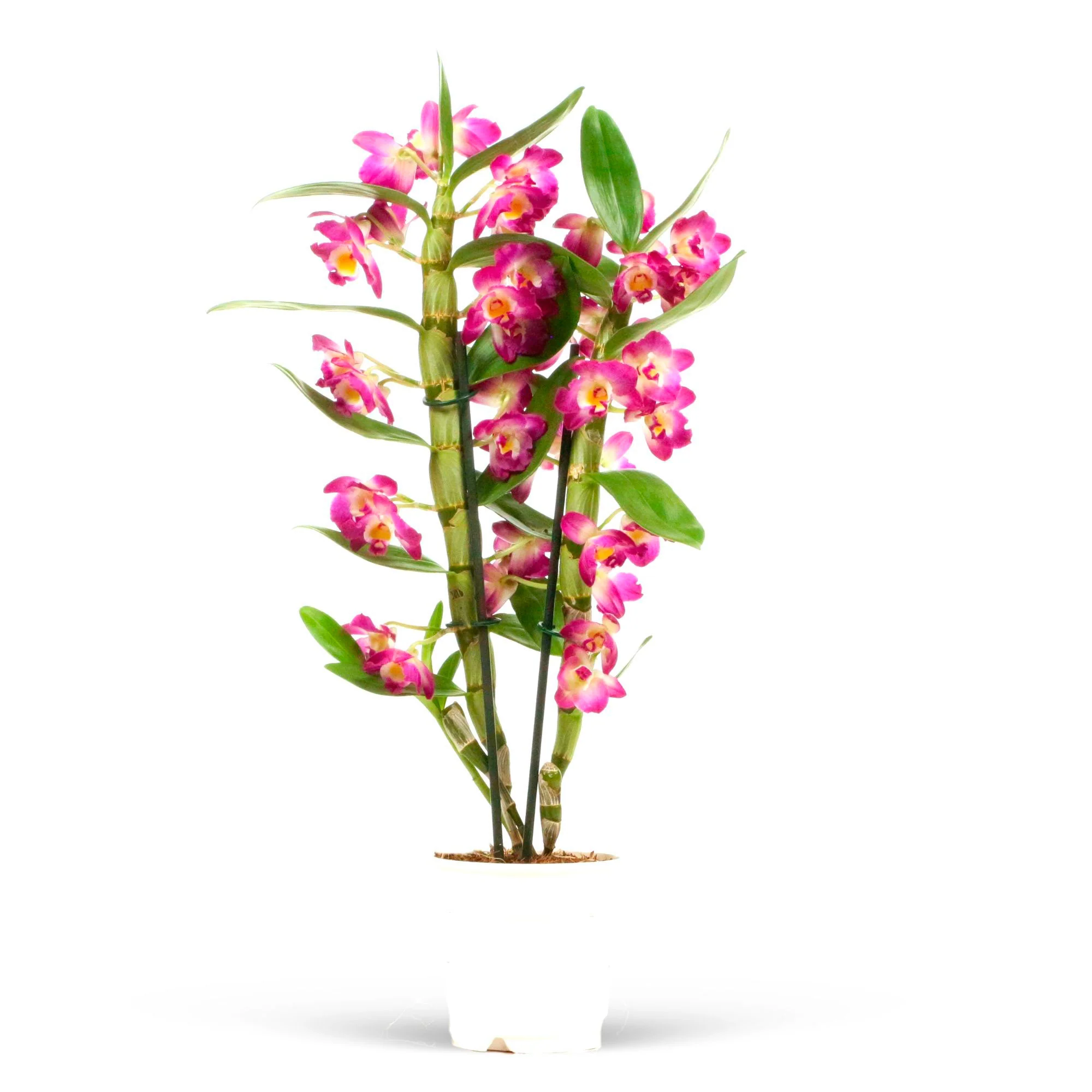 Orchidée Dendrobium 'Akatsuki' Violet-Jaune - Image 4