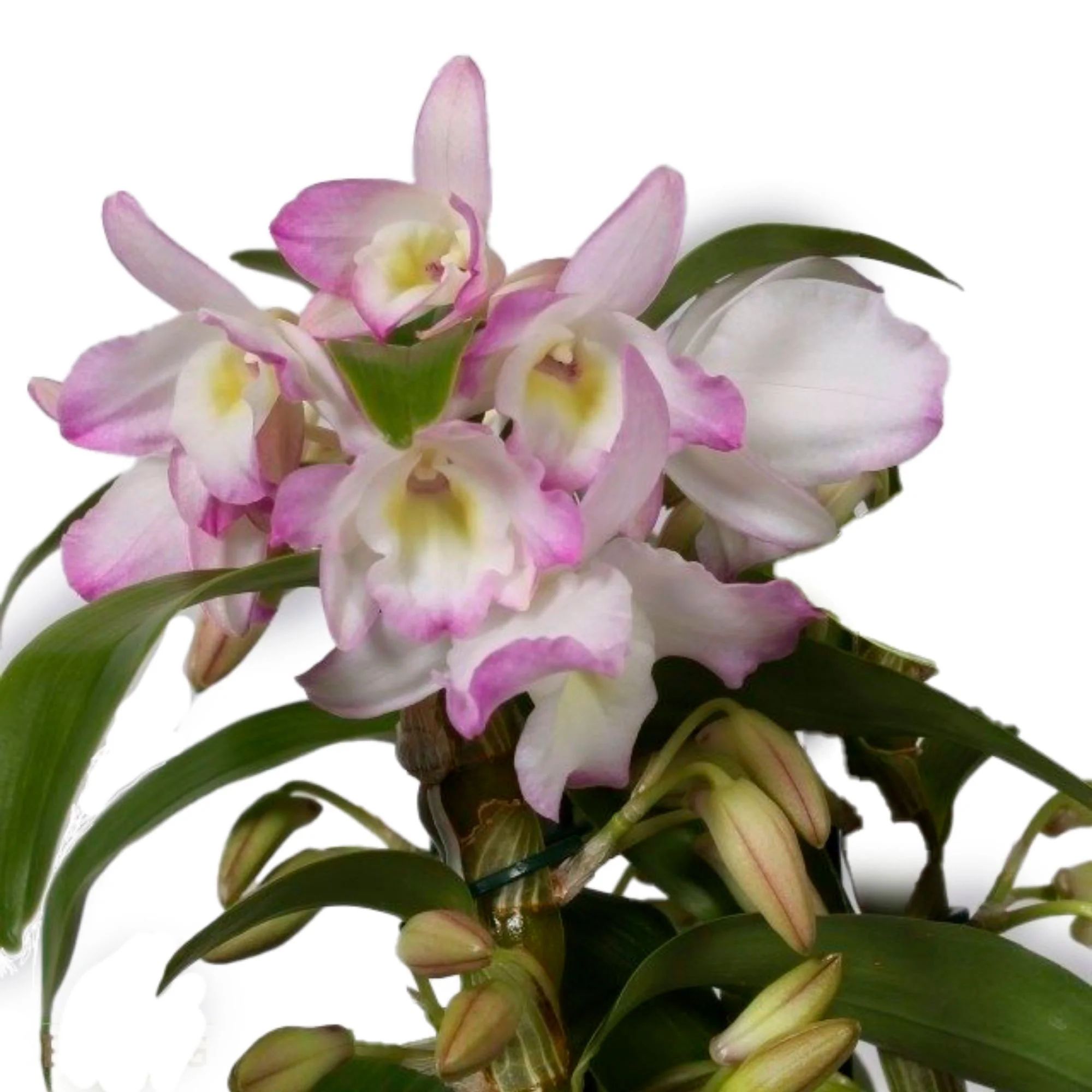 Orchidée Dendrobium 'Kumiko' Blanc-Rose-Jaune - Image 2