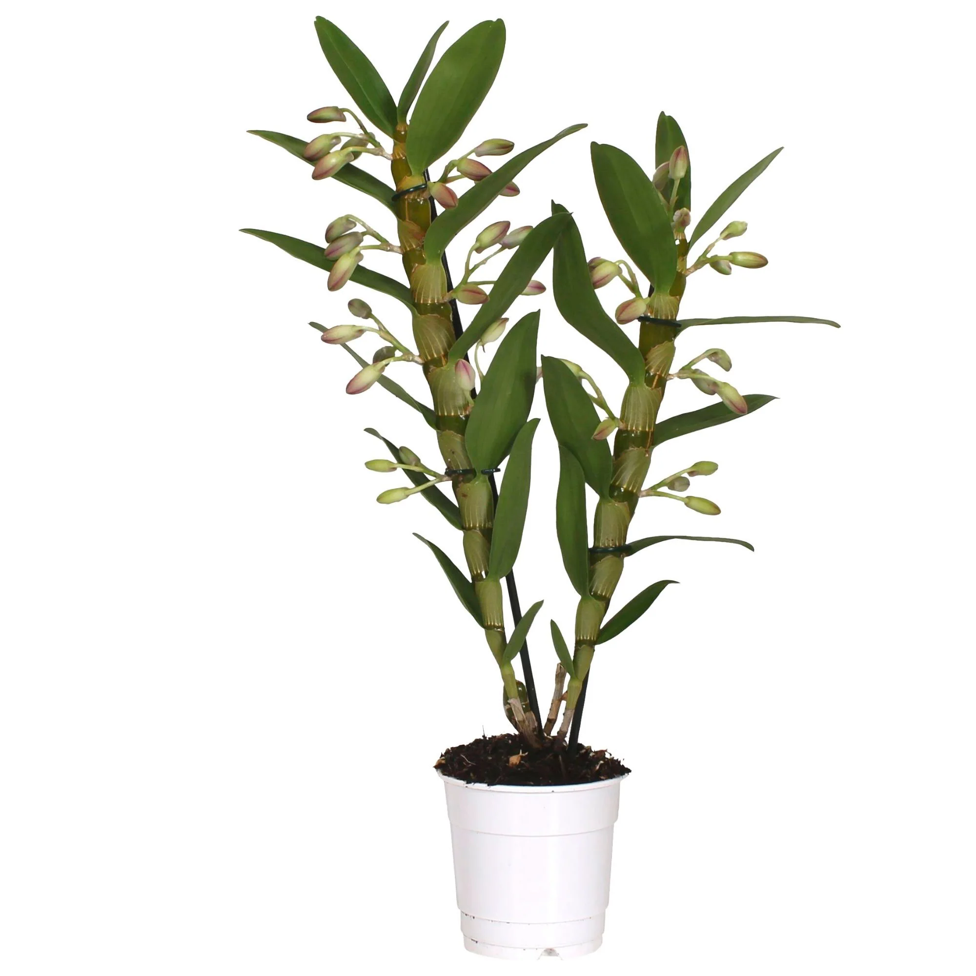 Orchidée Dendrobium 'Sunny Eye' Violet-Blanc - Image 4